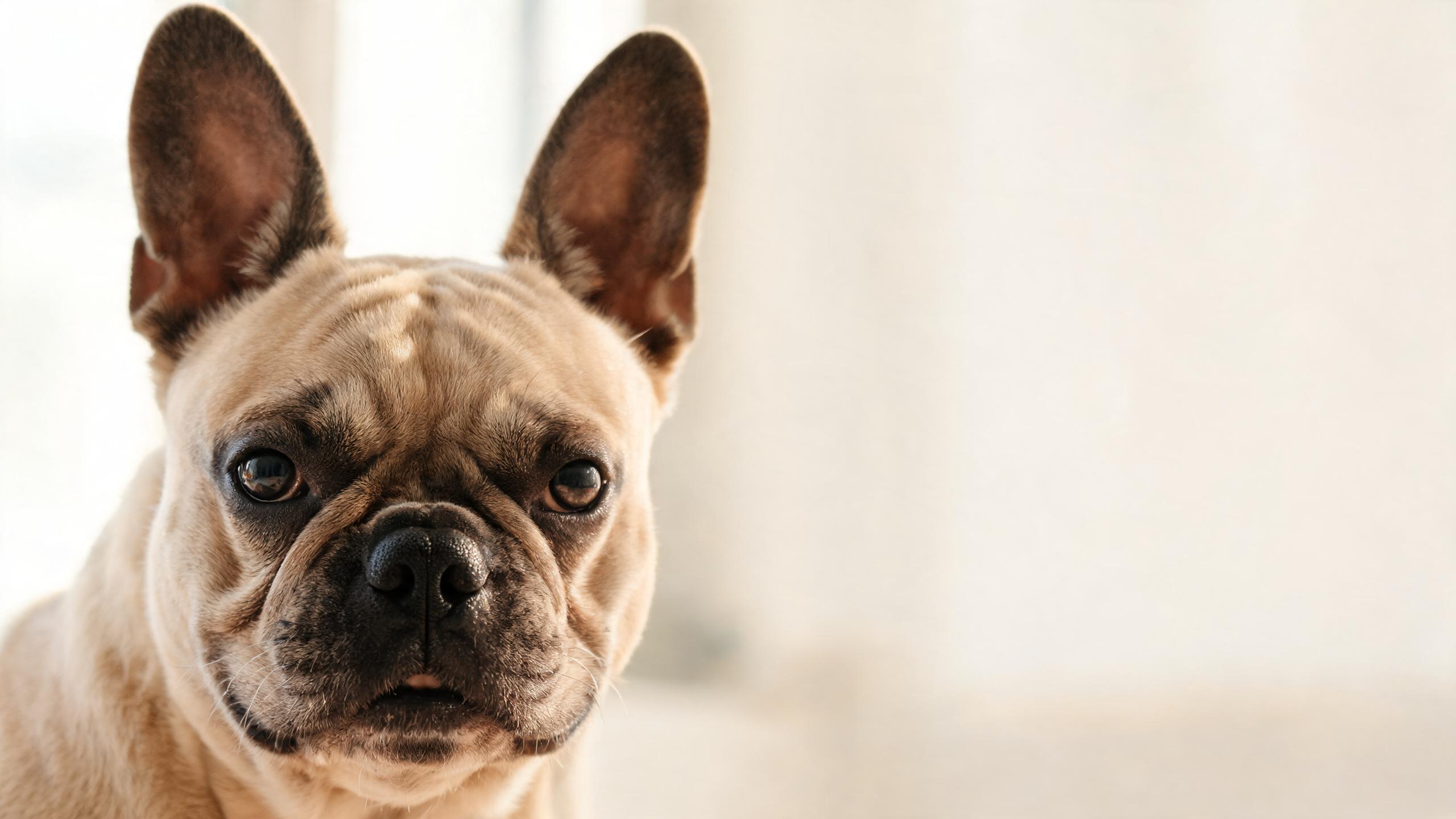 5 Dog Nose Facts You Probably Didn't Know