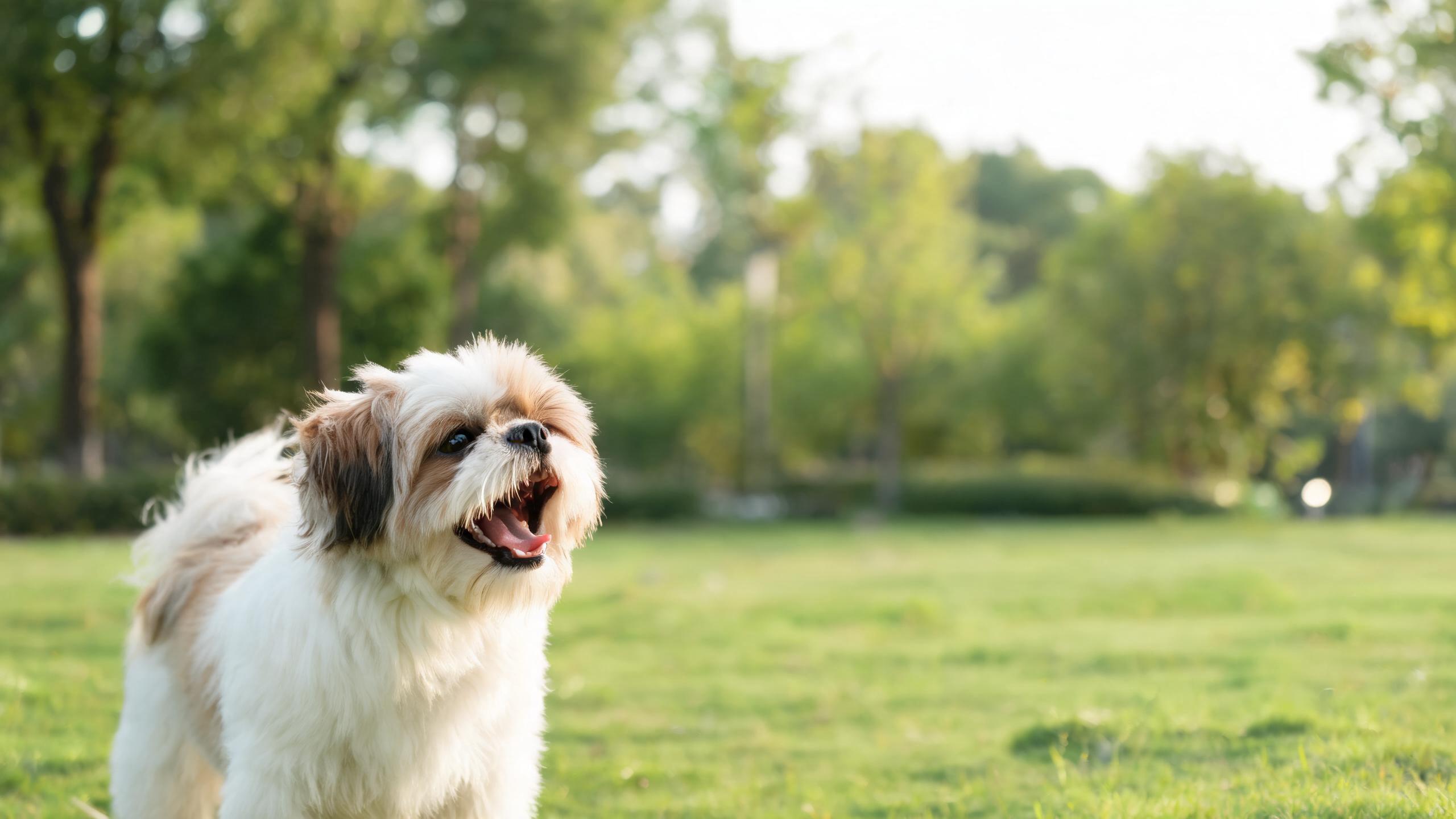 Why Won't My Dog Stop Barking? 5 Common Reasons and How to Help