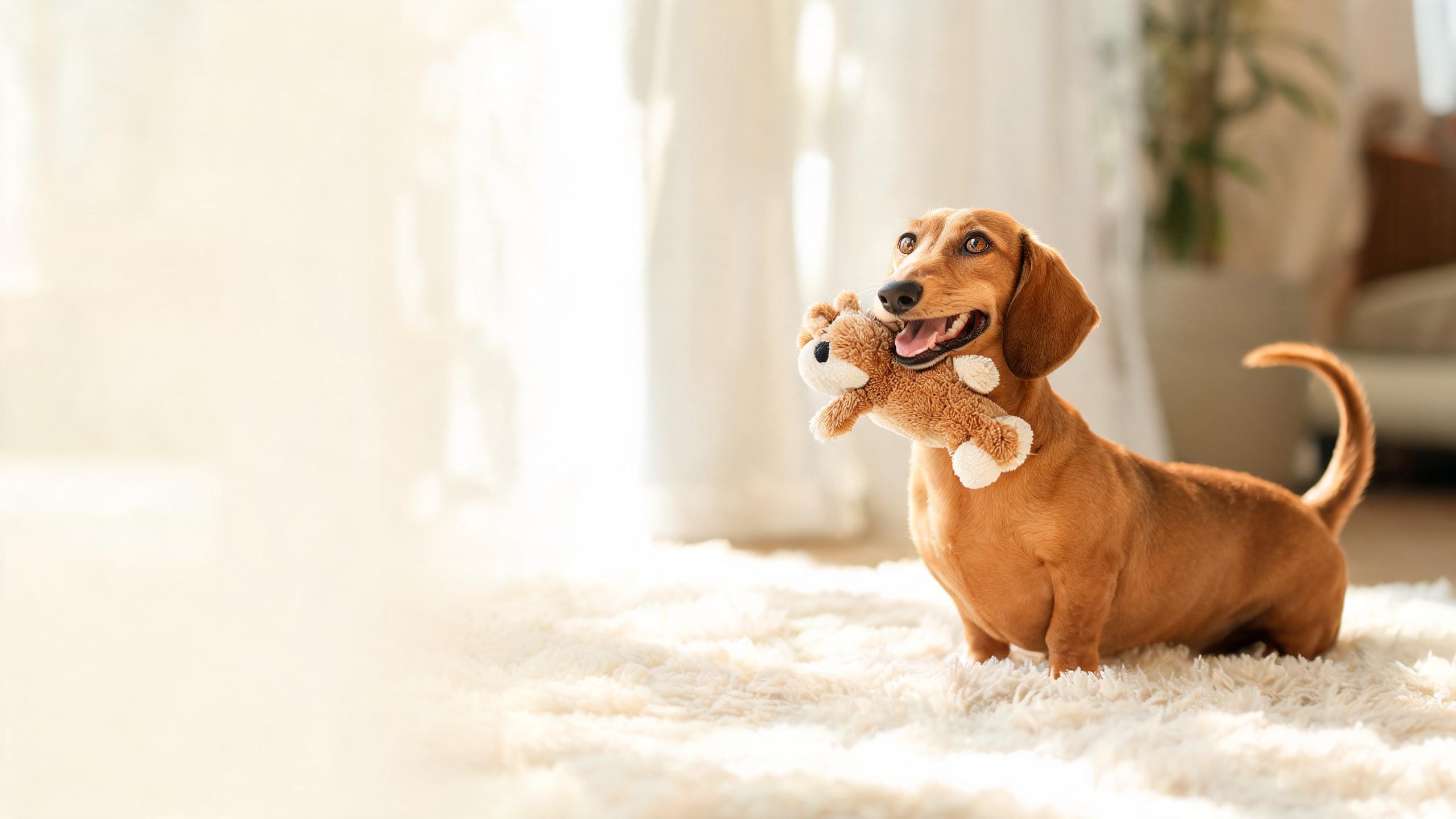 6 Ways to Boost Your Dog's Happiness Now