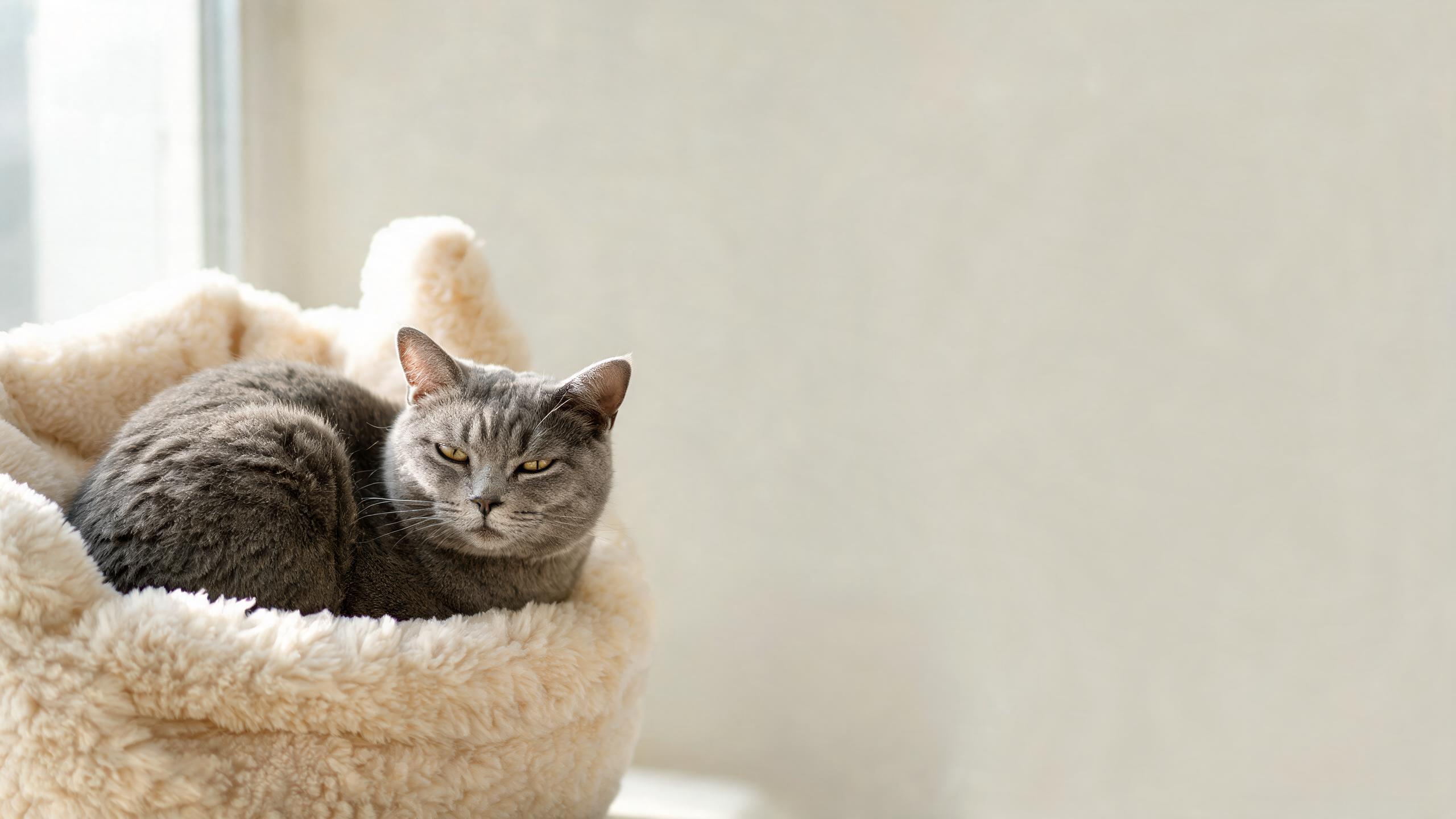 Are Cats Evil? The Real Scoop