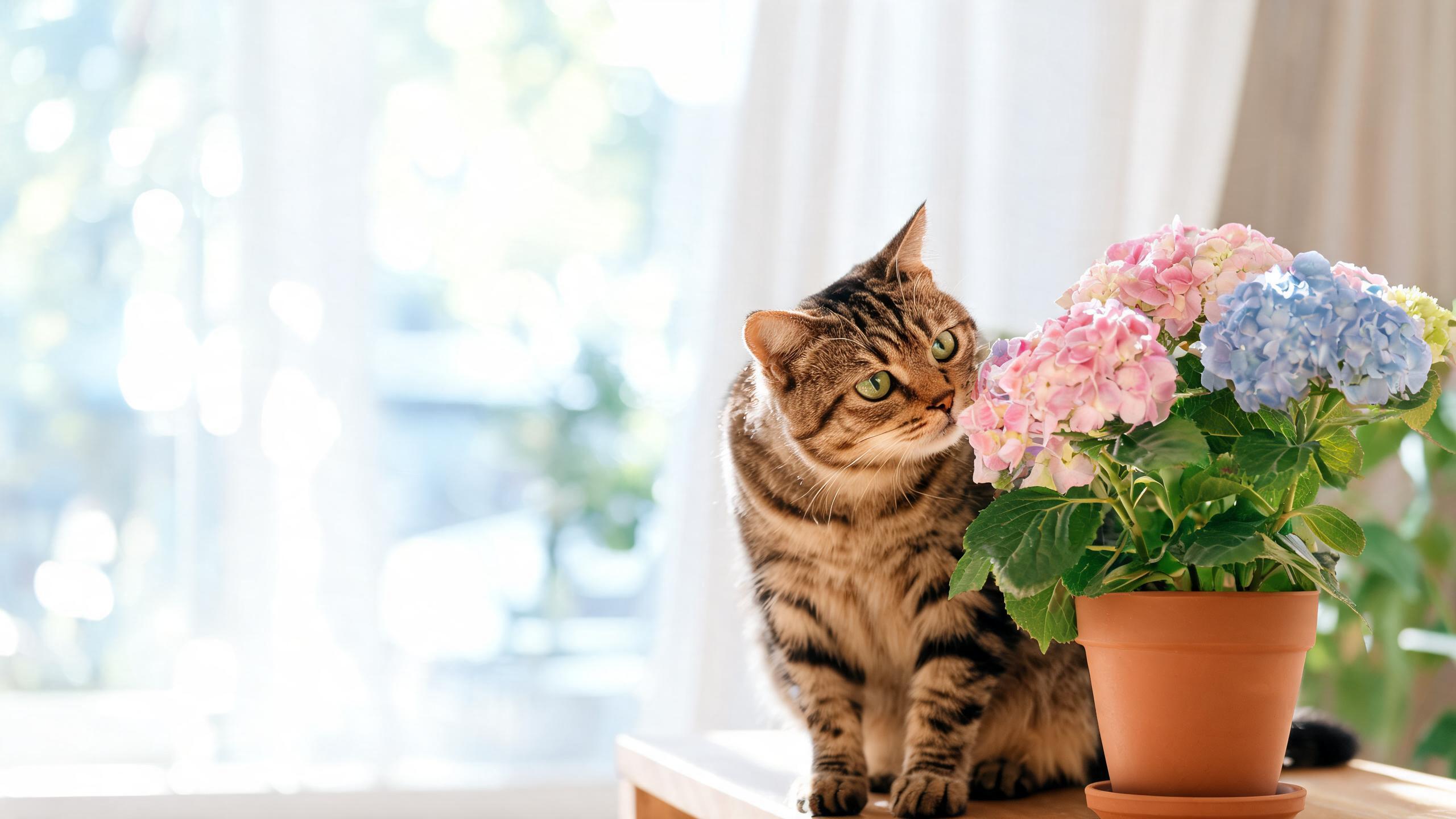 Are Hydrangeas Toxic to Cats?