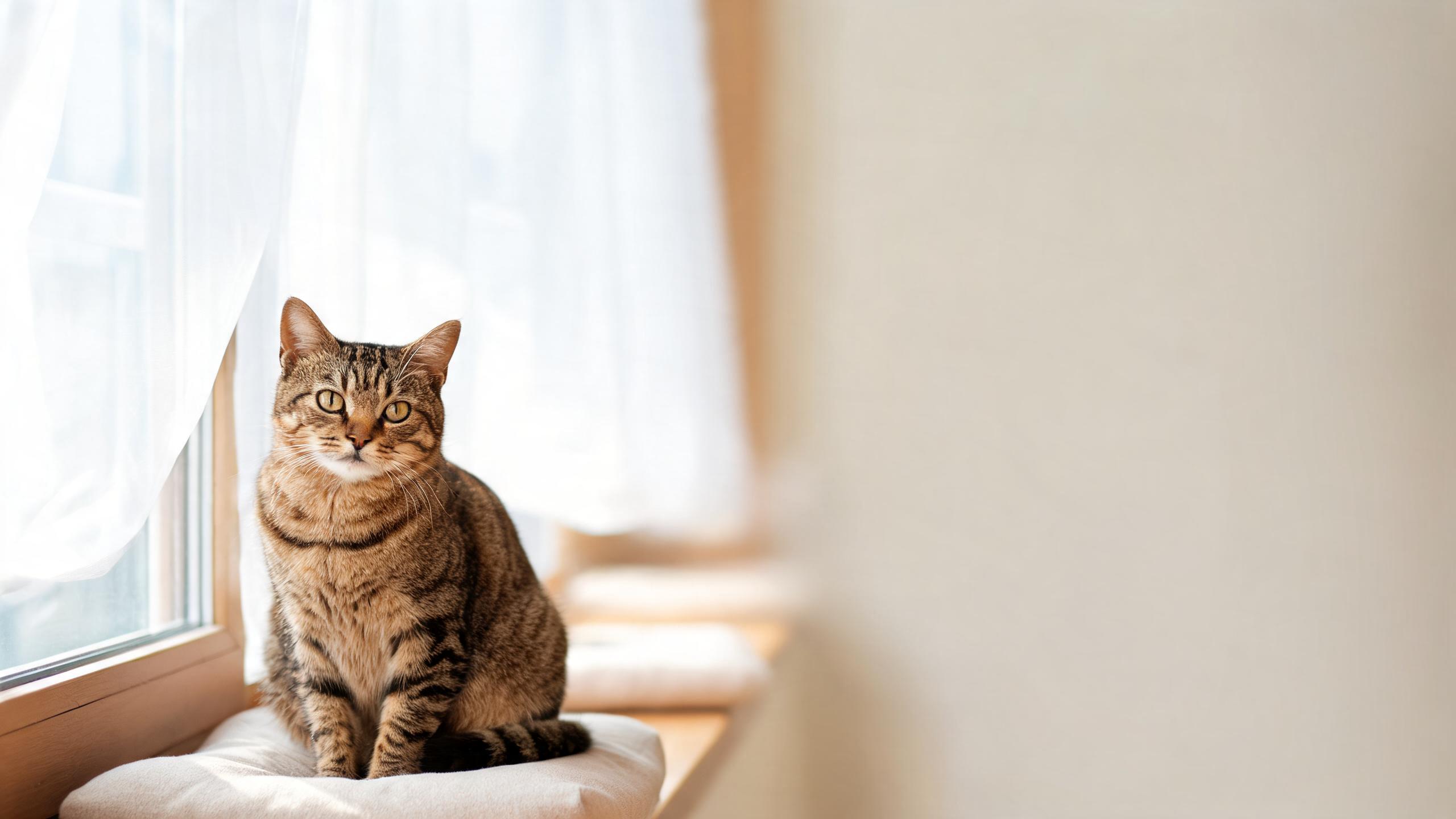 Best Age to Spay or Neuter Your Cat