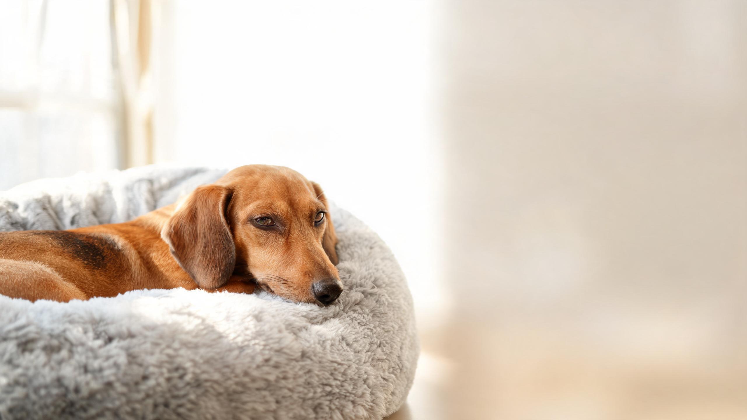 CCD in Dogs: Signs, Causes, and Help