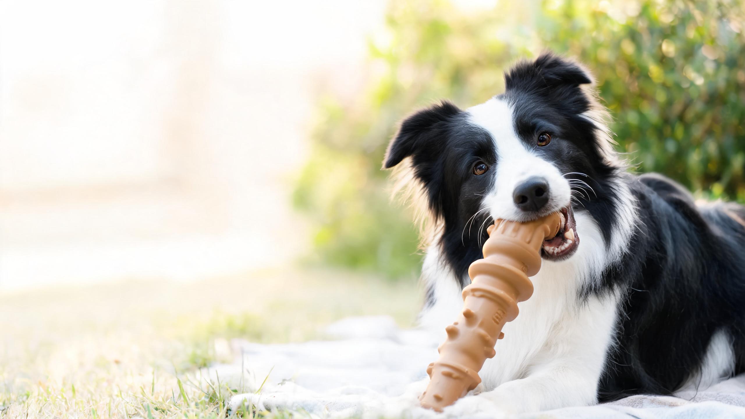 Choosing Safe Toys for Your Dog's Chewing Needs