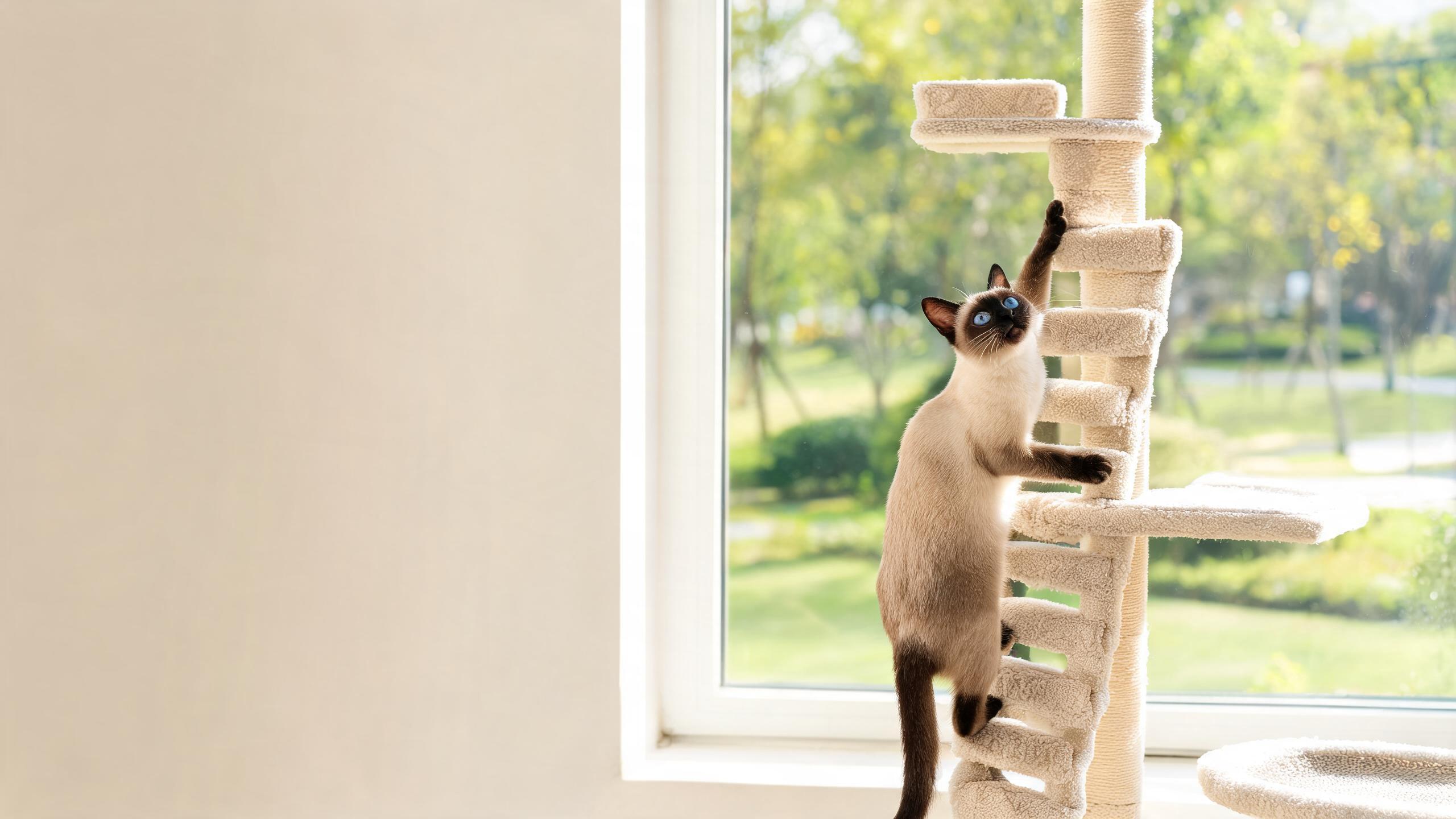 Creating Safe Climbing Opportunities for Your Cat Indoors