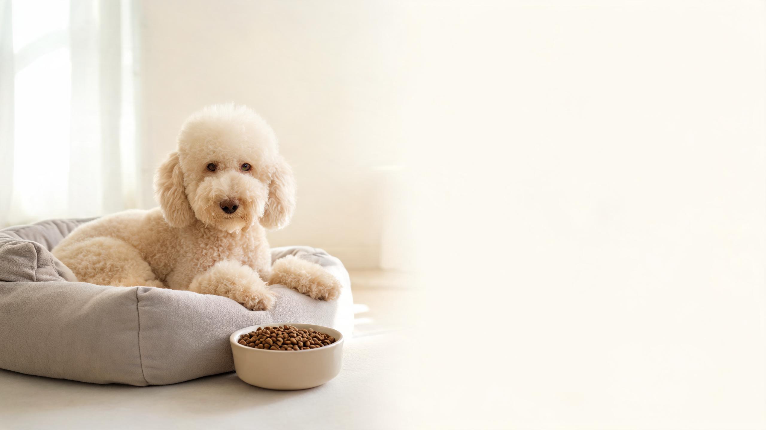 Dangers of High Protein Dog Foods