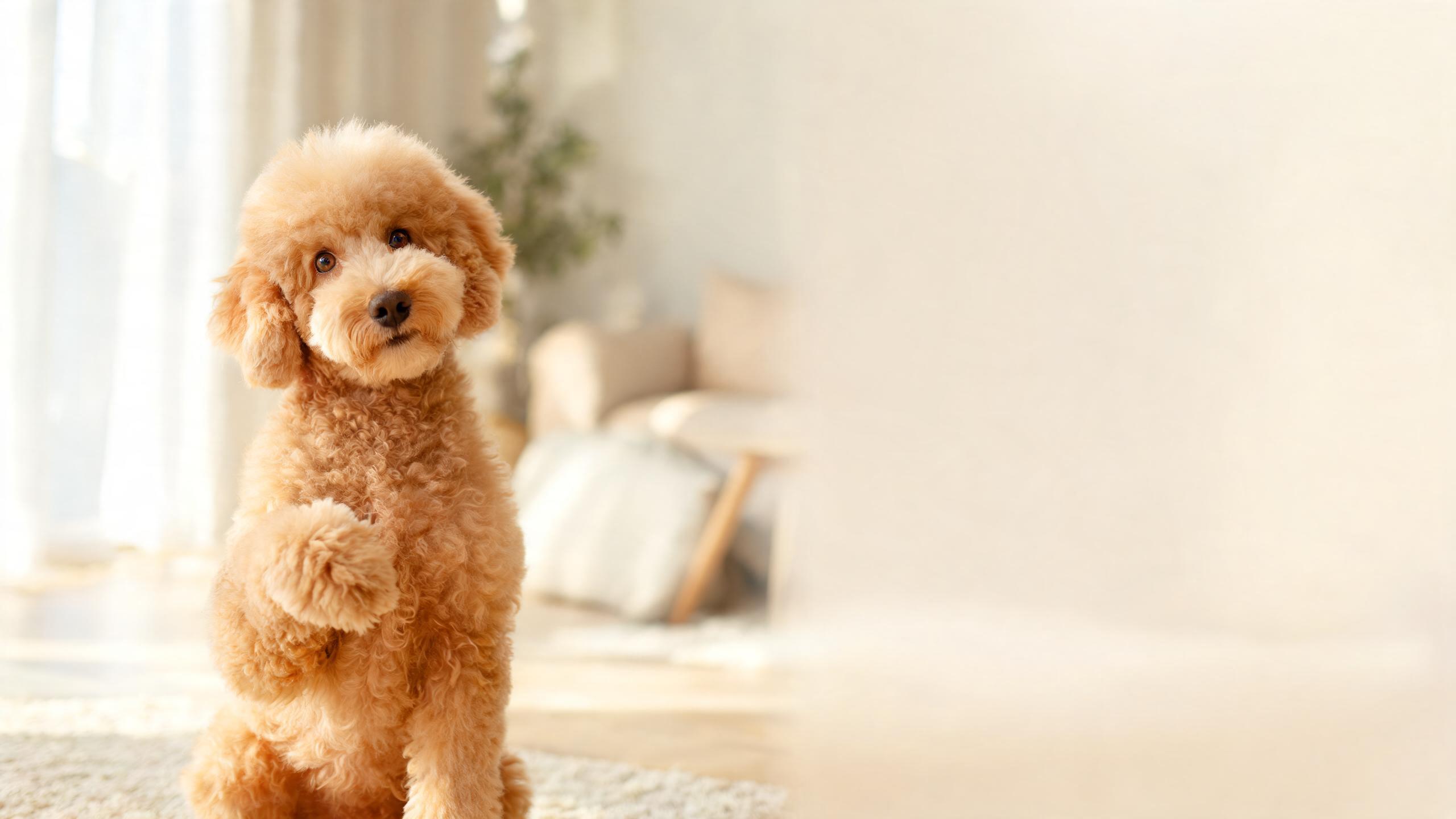 Decode Your Puppy's Hidden Signals