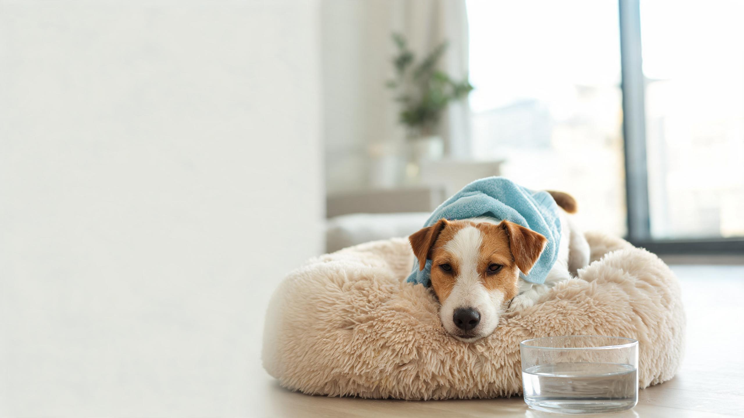 Dog Cool Down After Exercise Tips