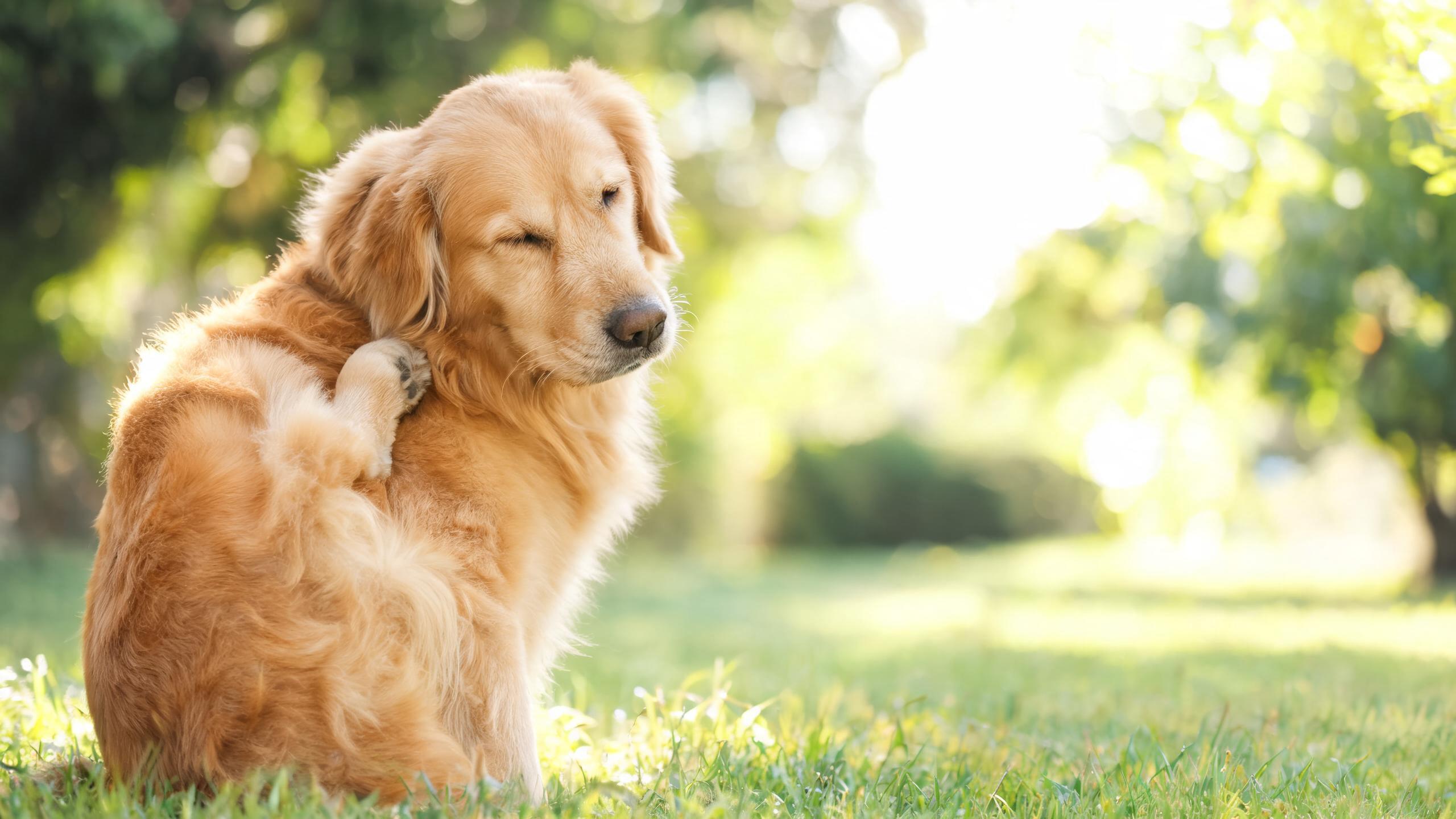 Dry, Itchy Skin in Dogs: Causes, Comfort and When to Worry