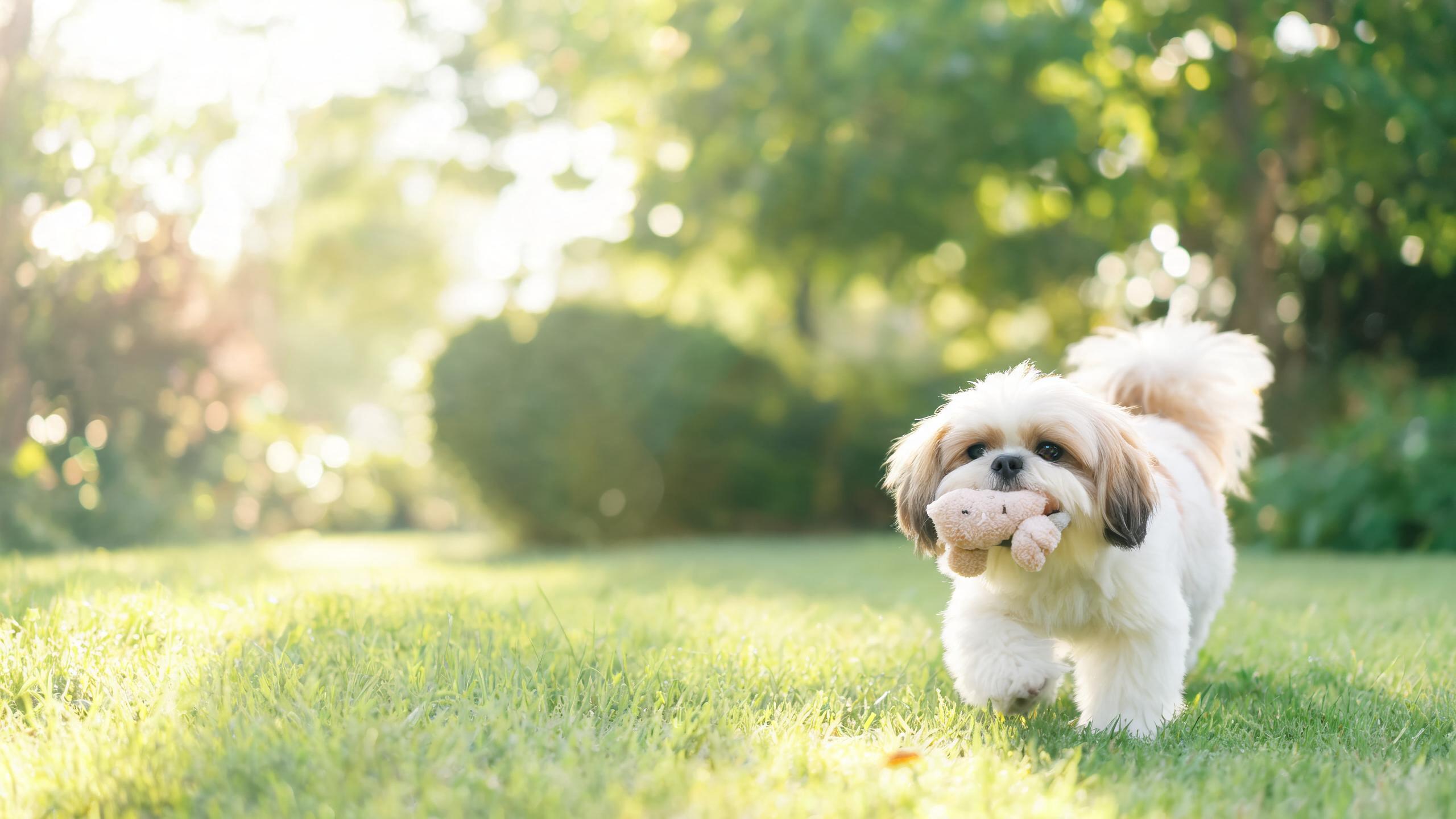 Encouraging Your Dog to Engage in Gentle Exercise