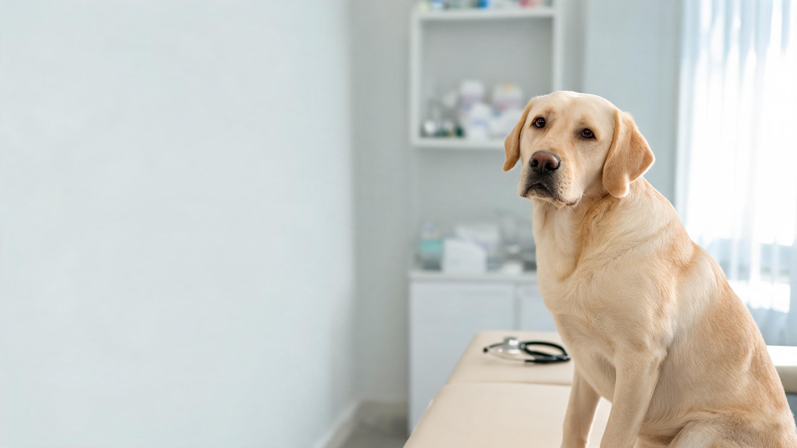 Eosinophilic Gastroenteritis in Dogs