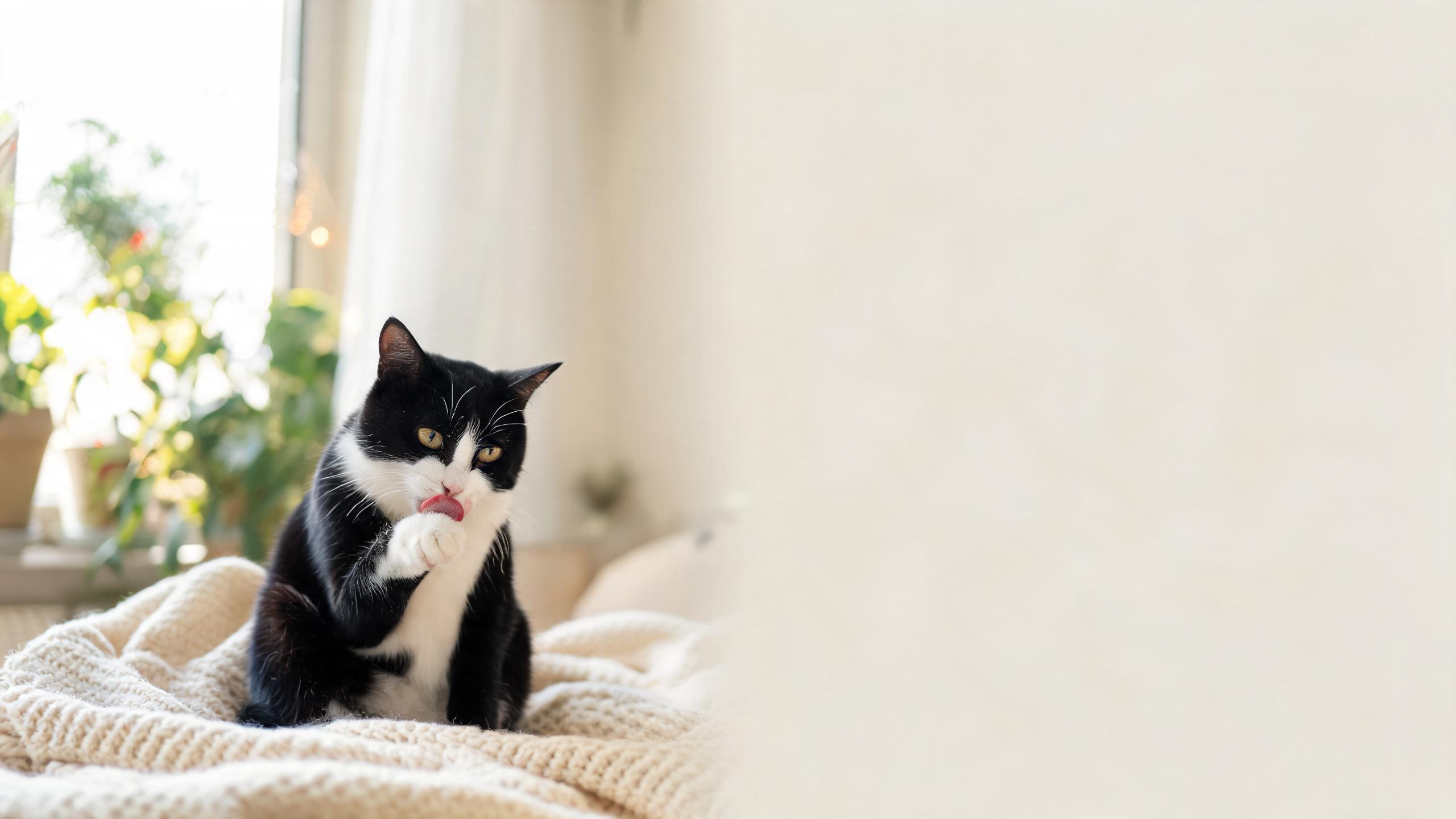 Havana Brown Cat Health and Care