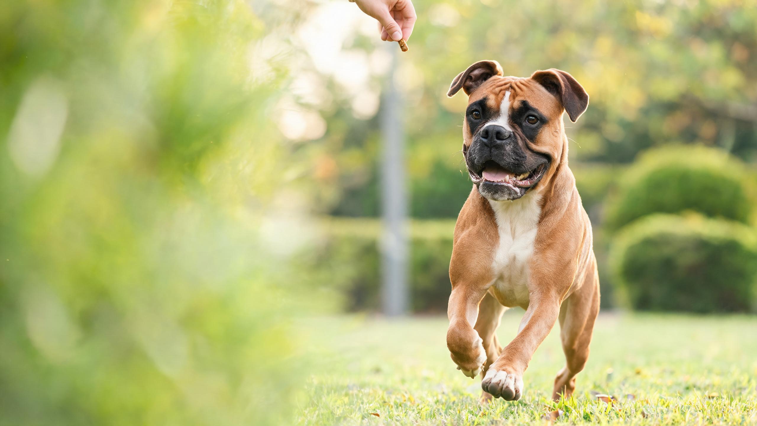 Helping Your Dog Build Better Recall Skills
