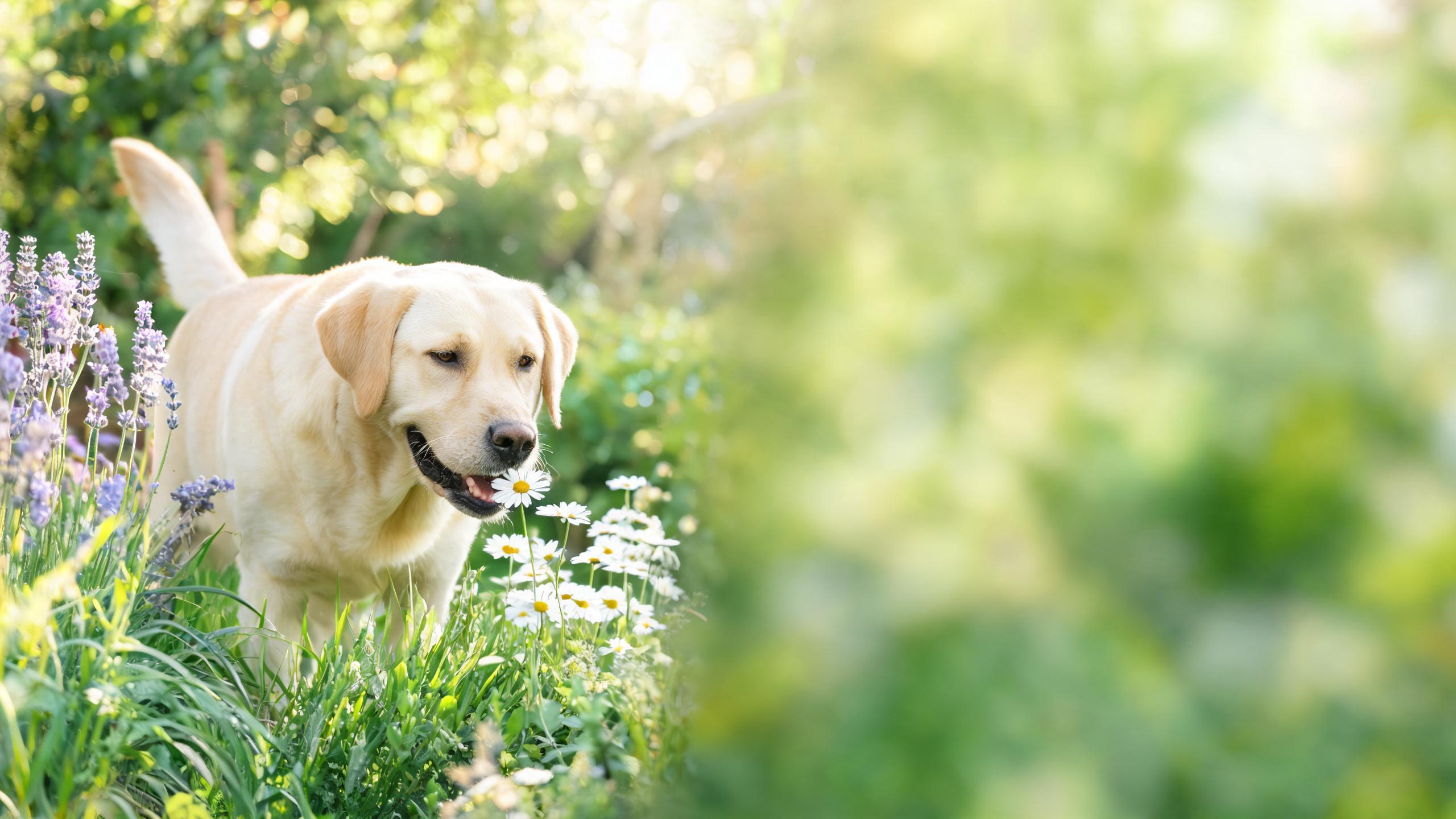 Helping Your Dog Enjoy Gentle Garden Time Safely