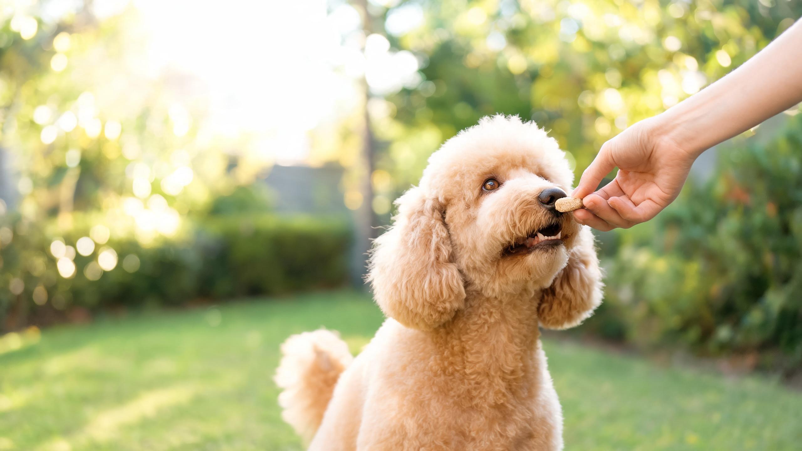 Helping Your Dog Enjoy Gentle Training Sessions