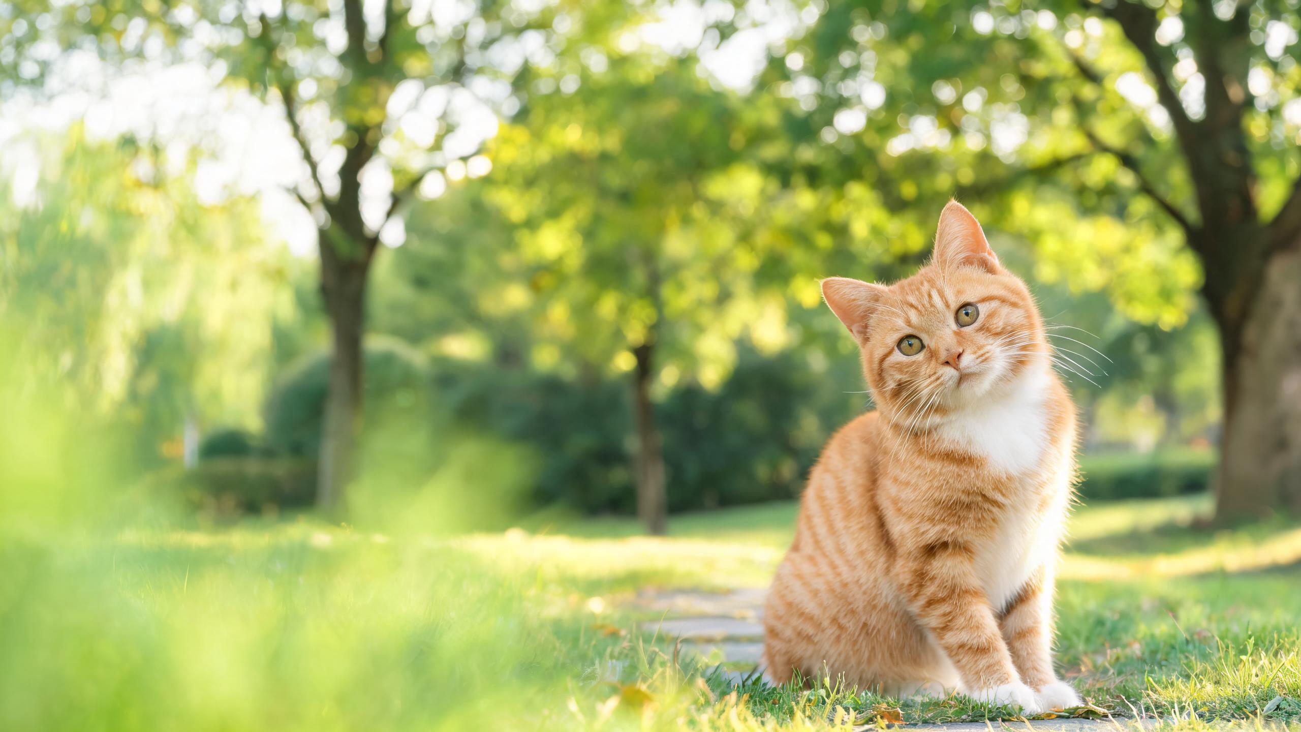 How Smart Are Cats? Real Answers