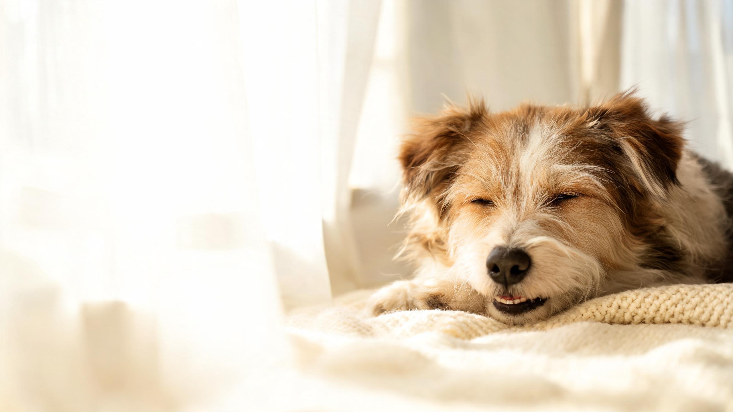 How to Calm an Anxious Dog