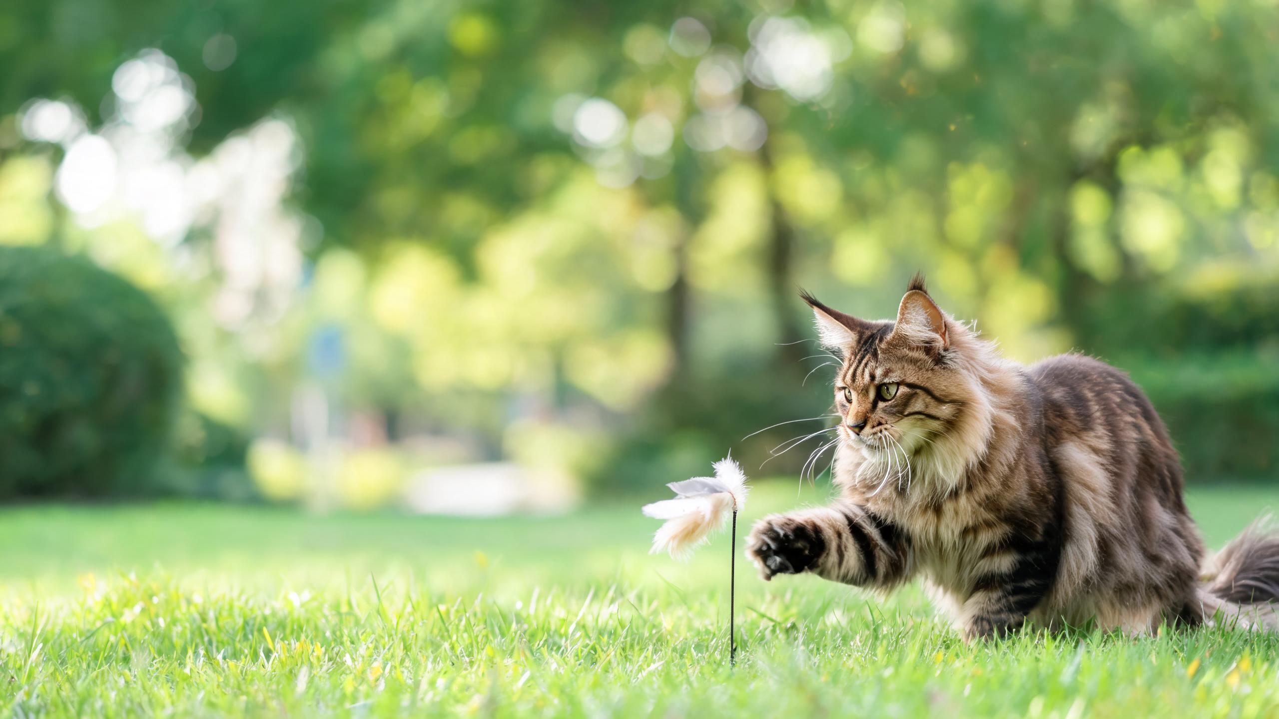 How to Support Your Cat's Interest in Gentle Play at Home