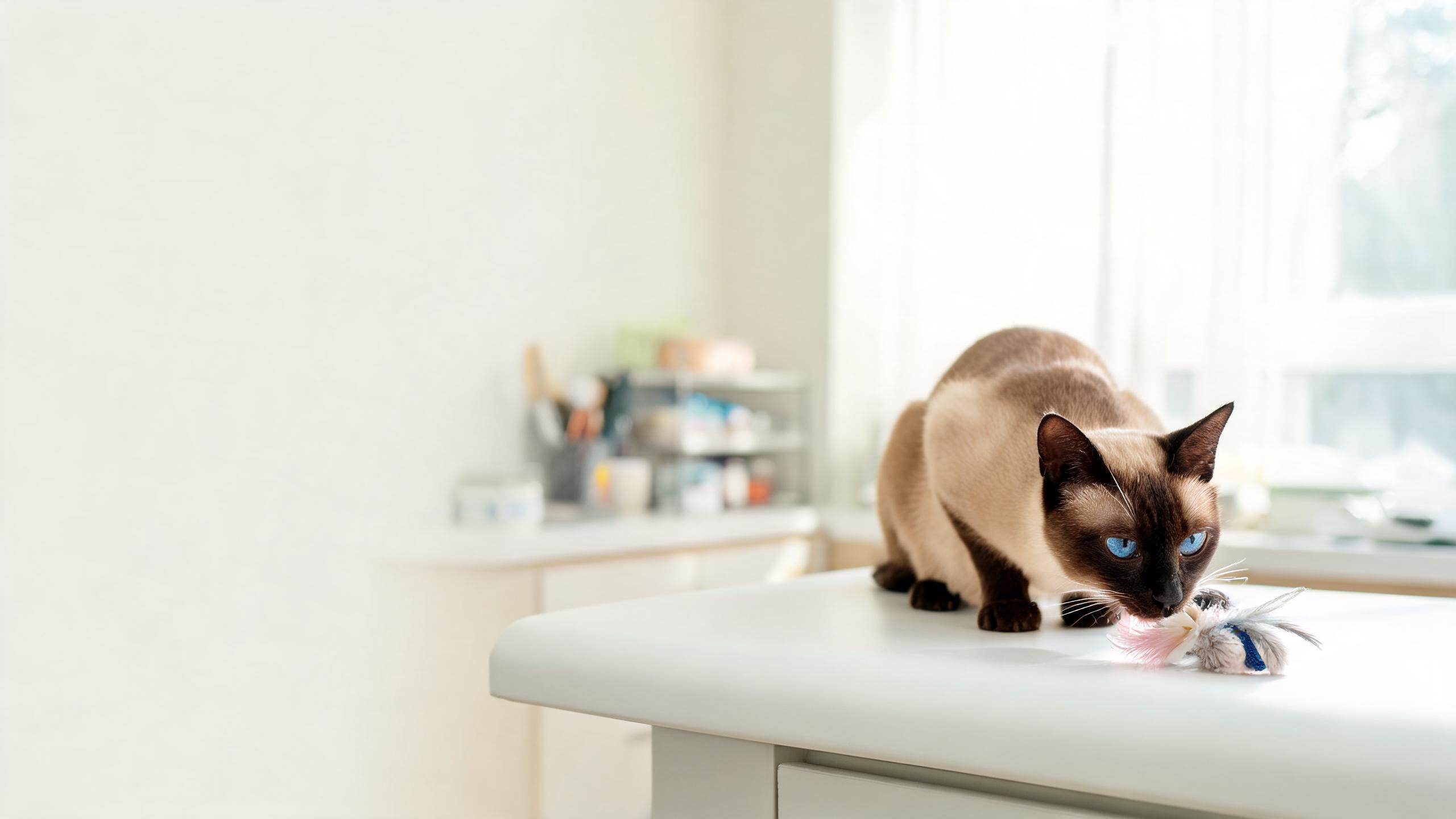 How to Support Your Cat's Natural Curiosity Safely