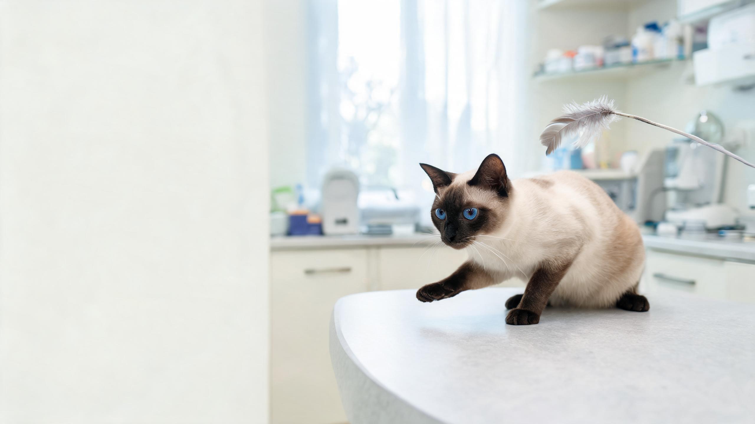How to Support Your Cat's Natural Hunting Instincts Safely