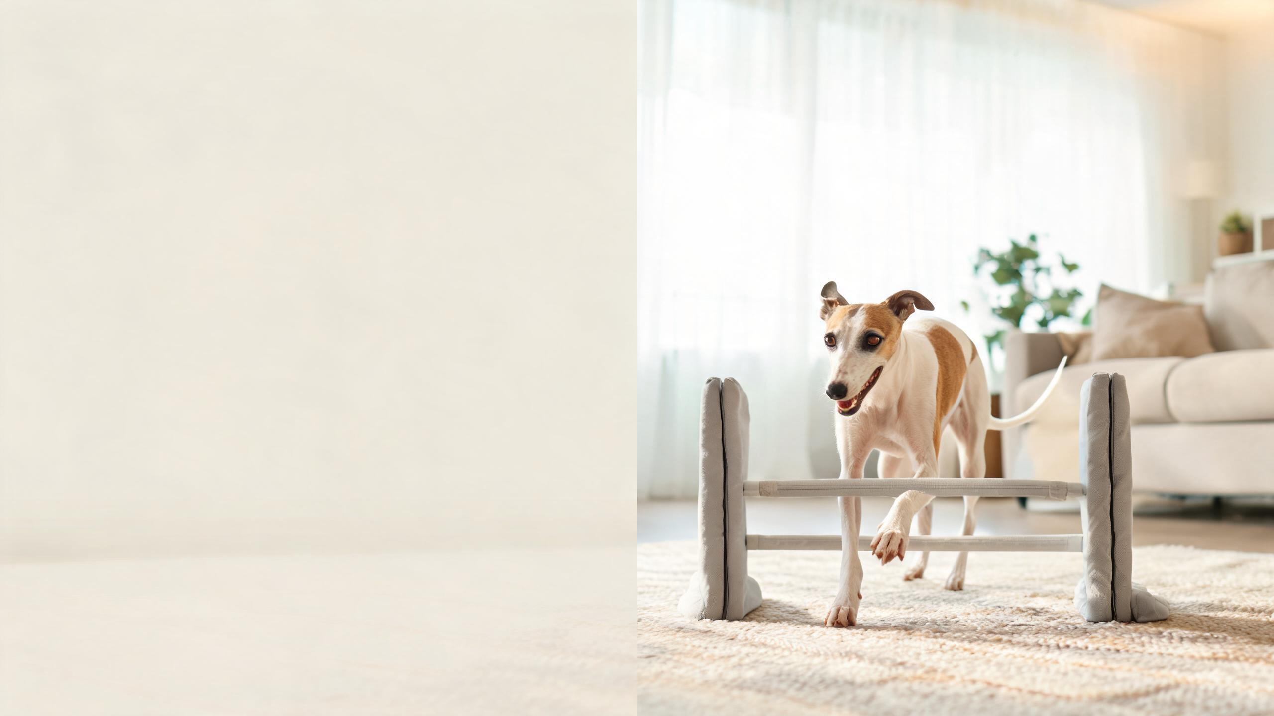 How to support your dog's interest in gentle agility activities indoors