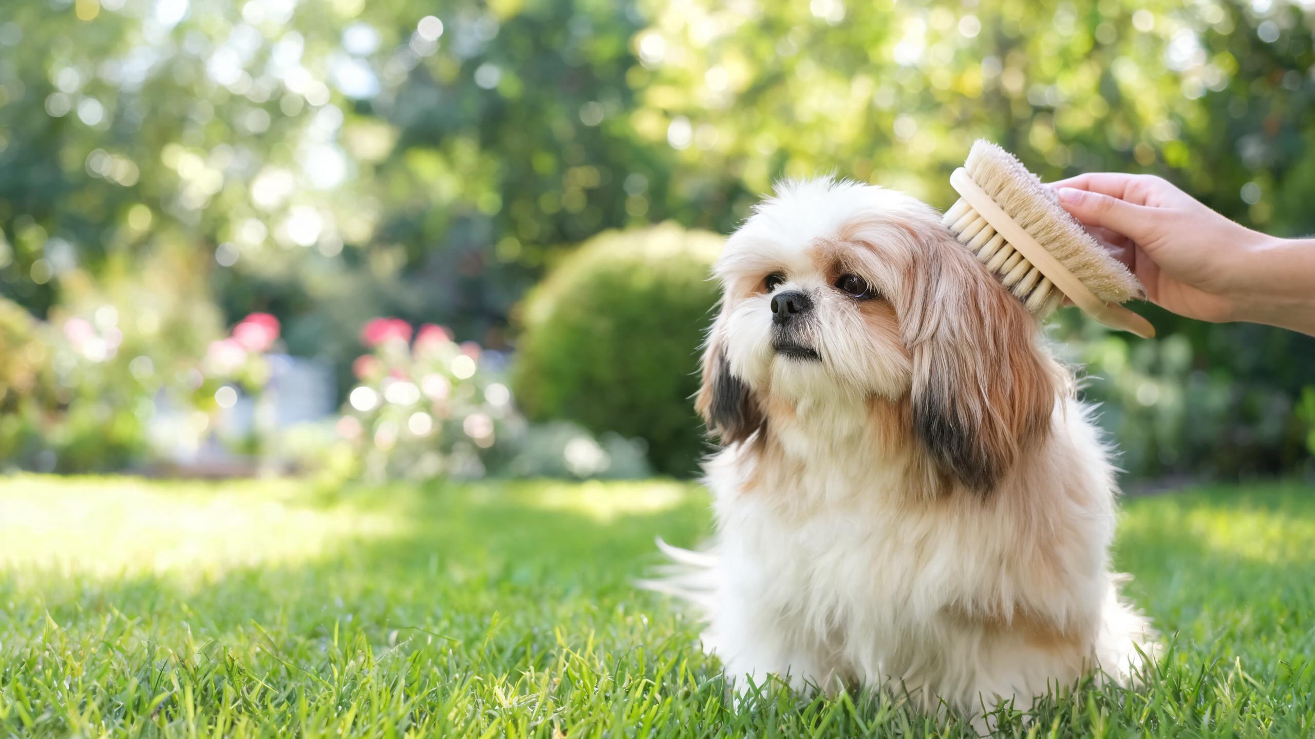 Ideas for Building Positive Associations with Daily Brushing for Your Dog at Home