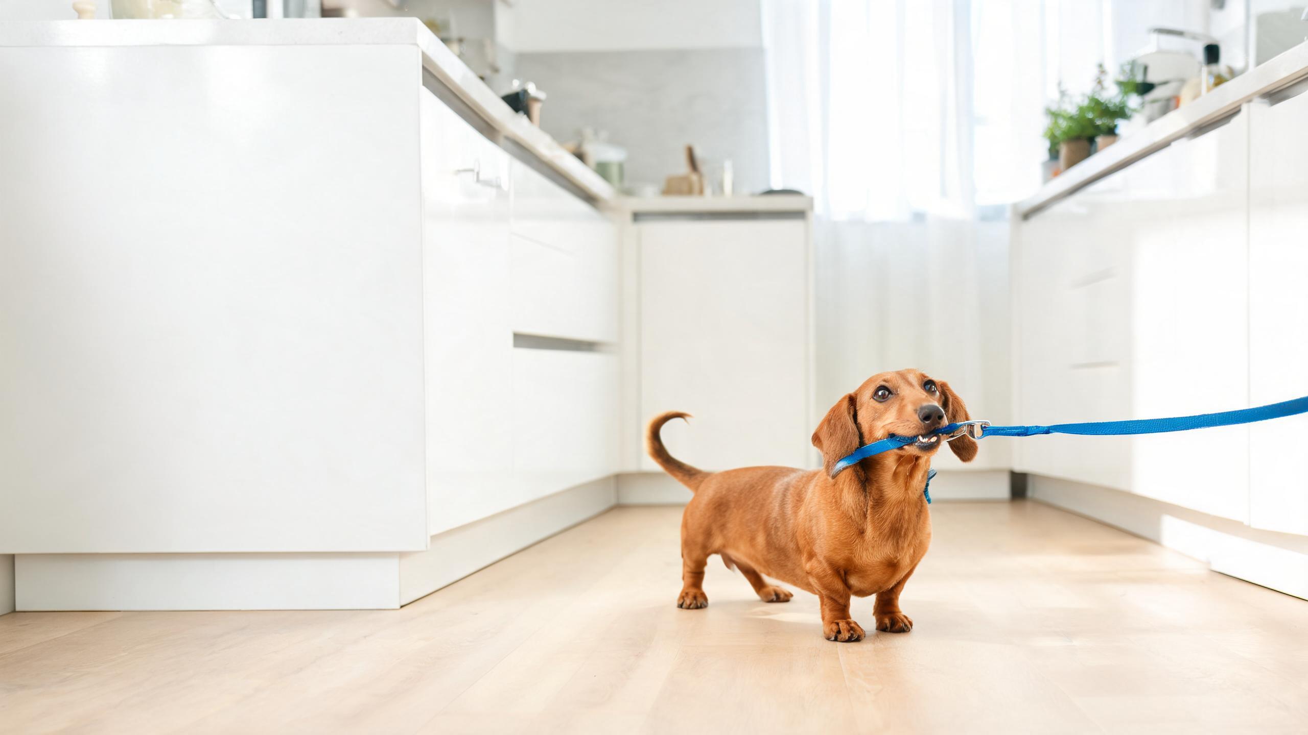 Ideas for Building Positive Associations with Daily Exercise for Your Dog