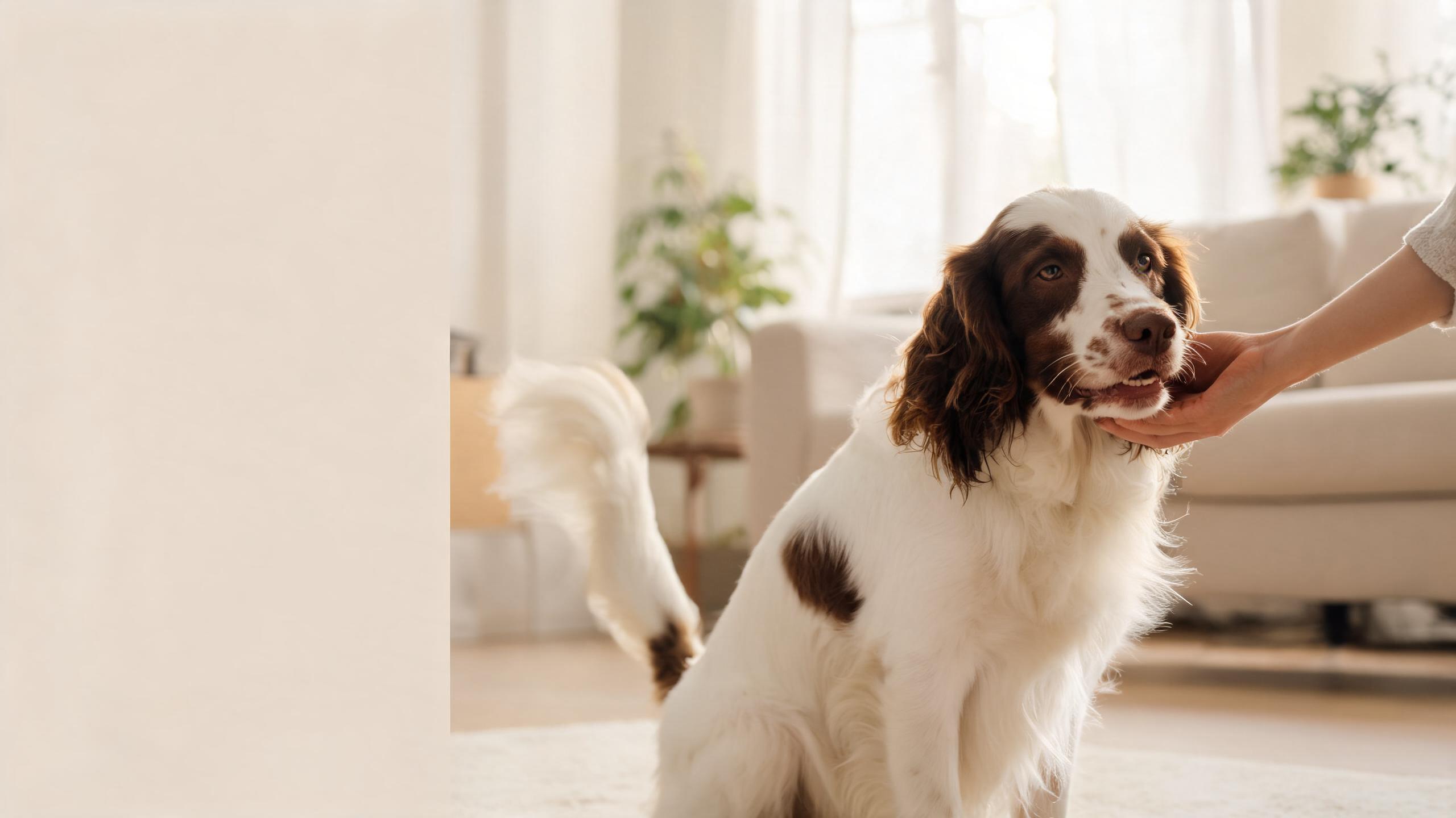 Ideas for Building Your Dog's Confidence Through Gentle Daily Interactions at Home
