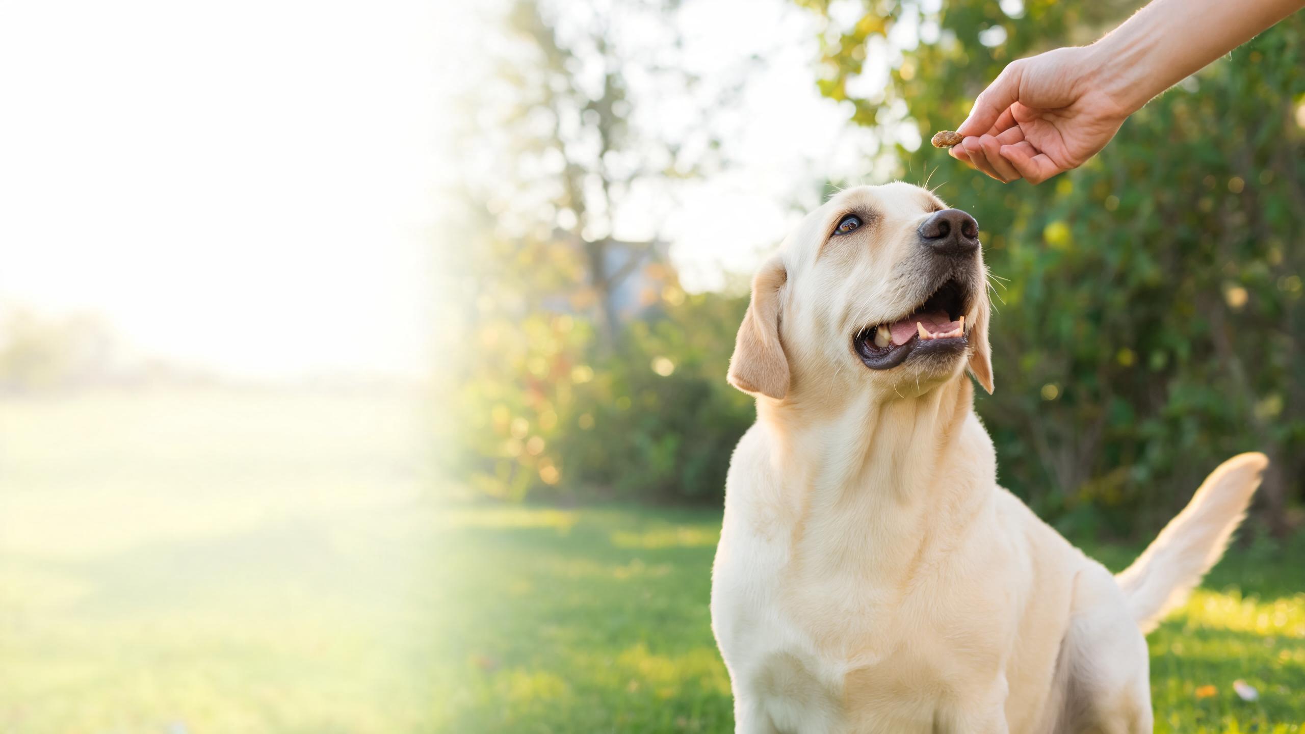 Ideas for Building Your Dog's Confidence Through Positive Reinforcement