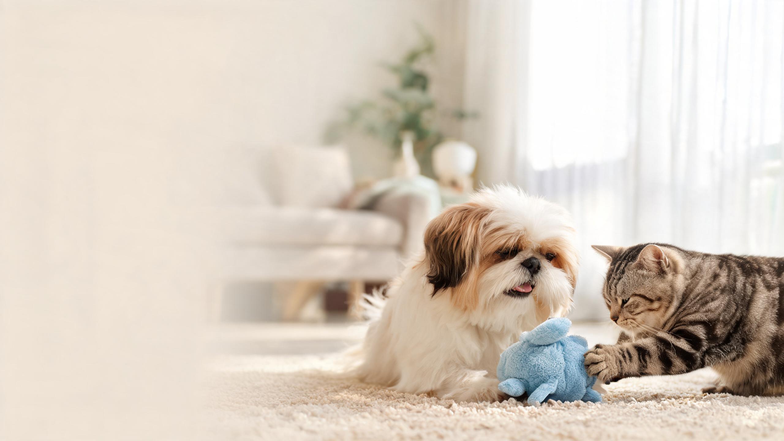 Ideas for Encouraging Calm Play in Multi-Pet Households