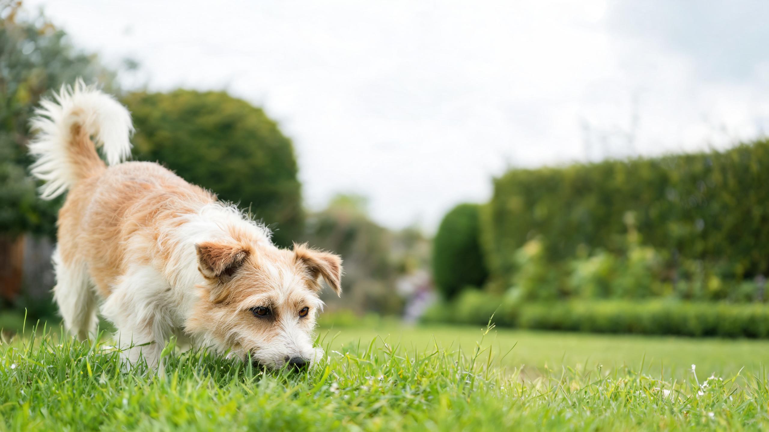 Ideas for Gentle Nose Work Games for Your Dog in the UK