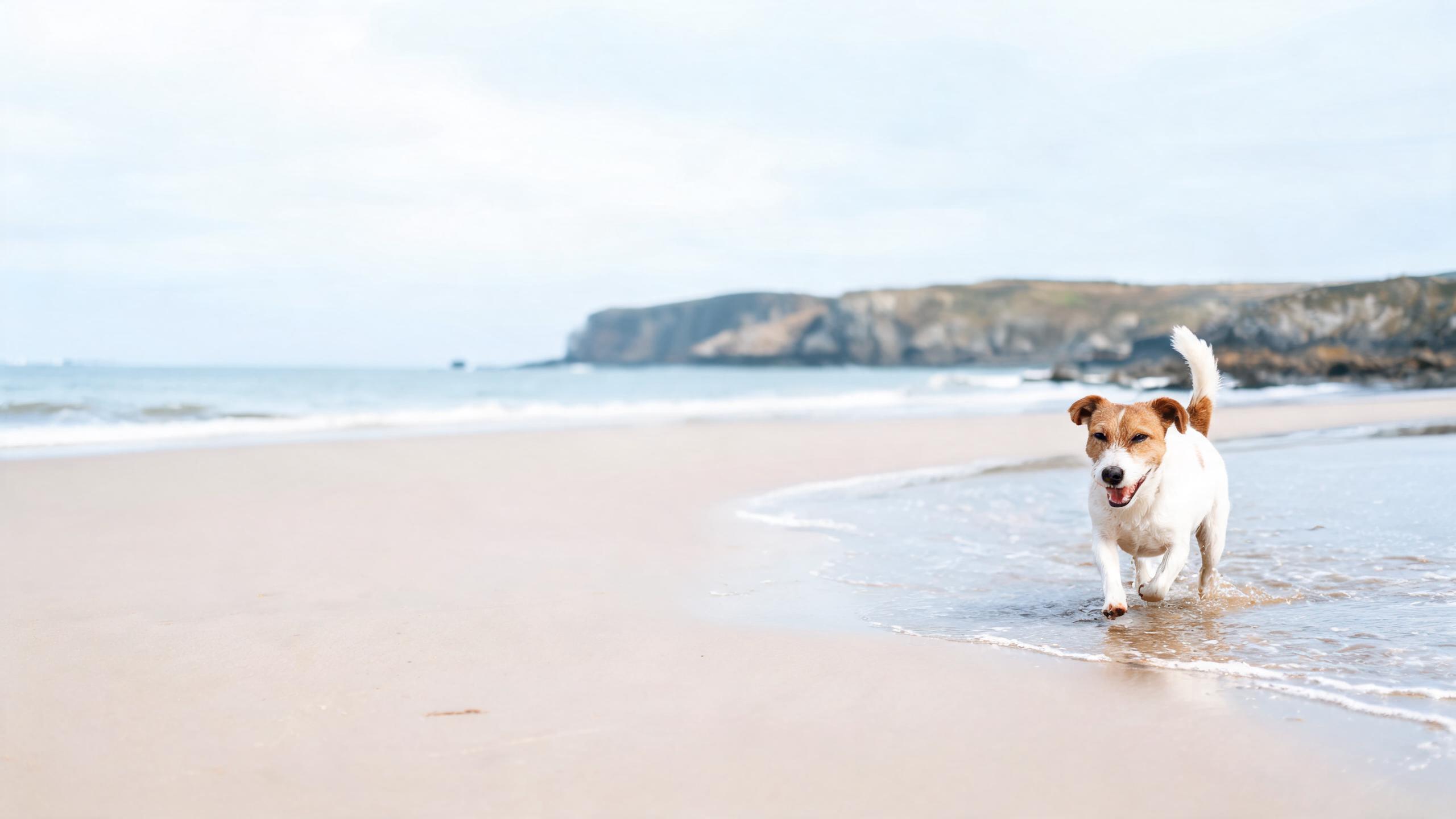 Ideas for Safe UK Coastal Walks with Your Dog