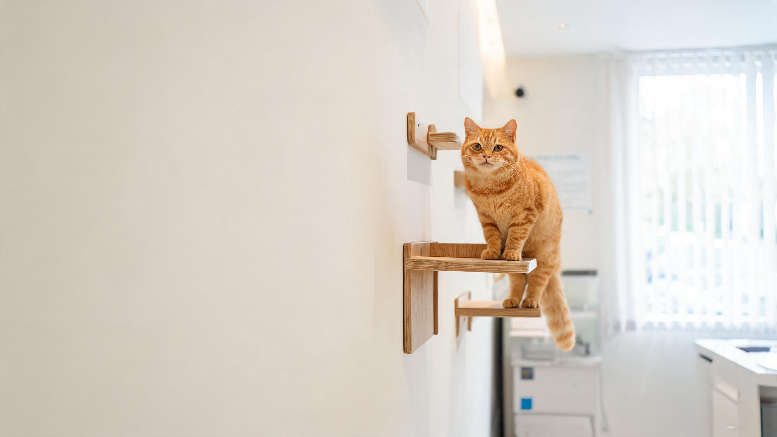 Ideas for Supporting Your Cat's Interest in Safe Vertical Exploration in UK Homes