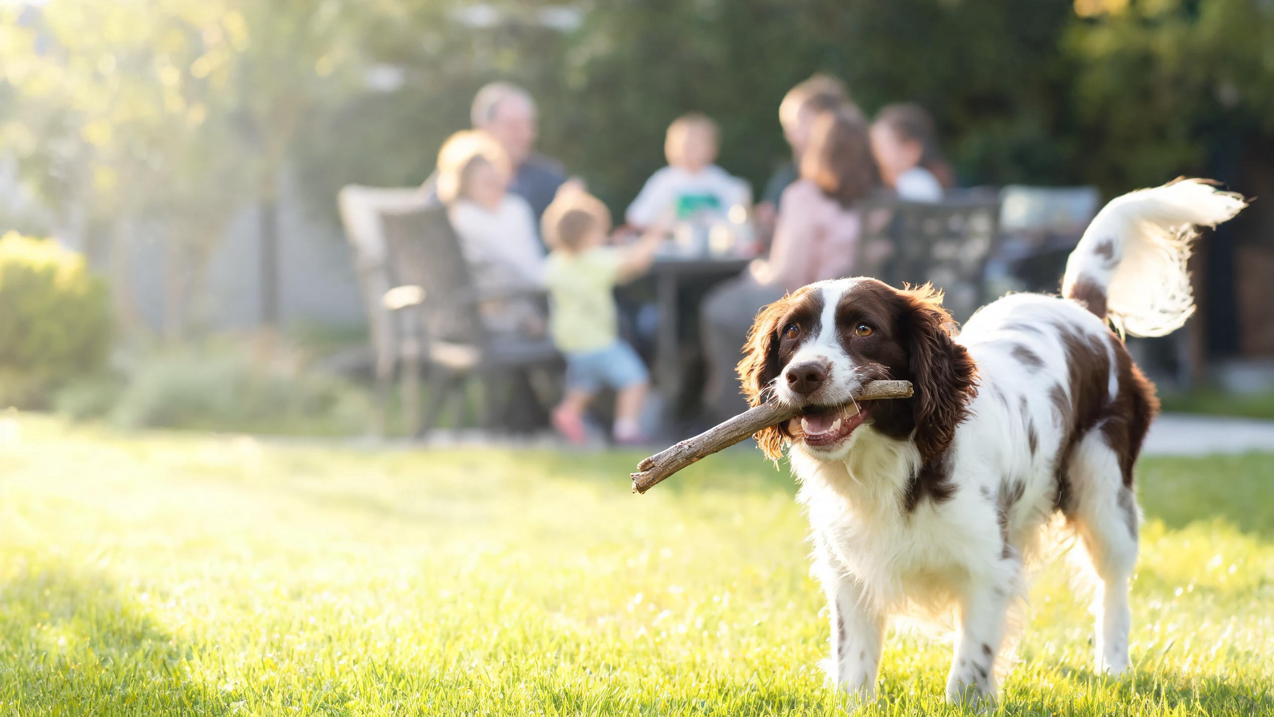 Ideas for Supporting Your Dog's Natural Behaviours During Family Gatherings
