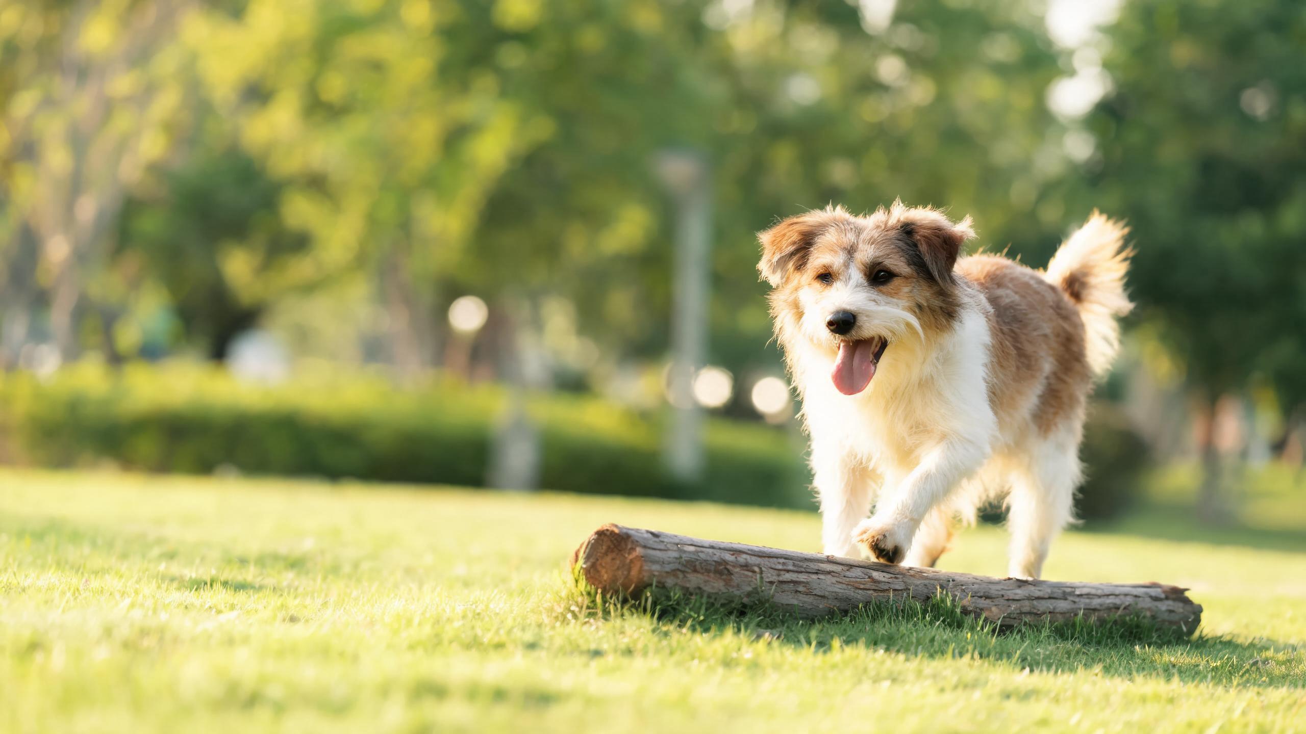 Maintaining Your Dog's Mobility Through Gentle Daily Activities