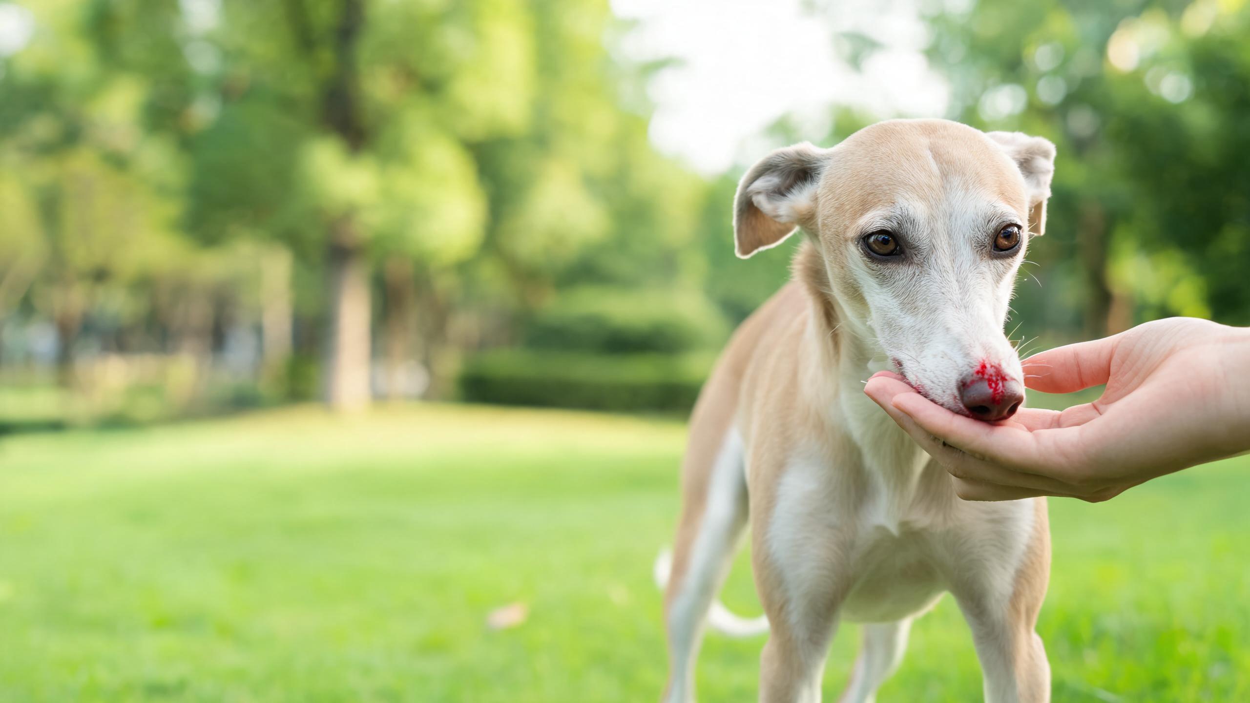 Nosebleeds in Dogs: Why It Happens and How to Help