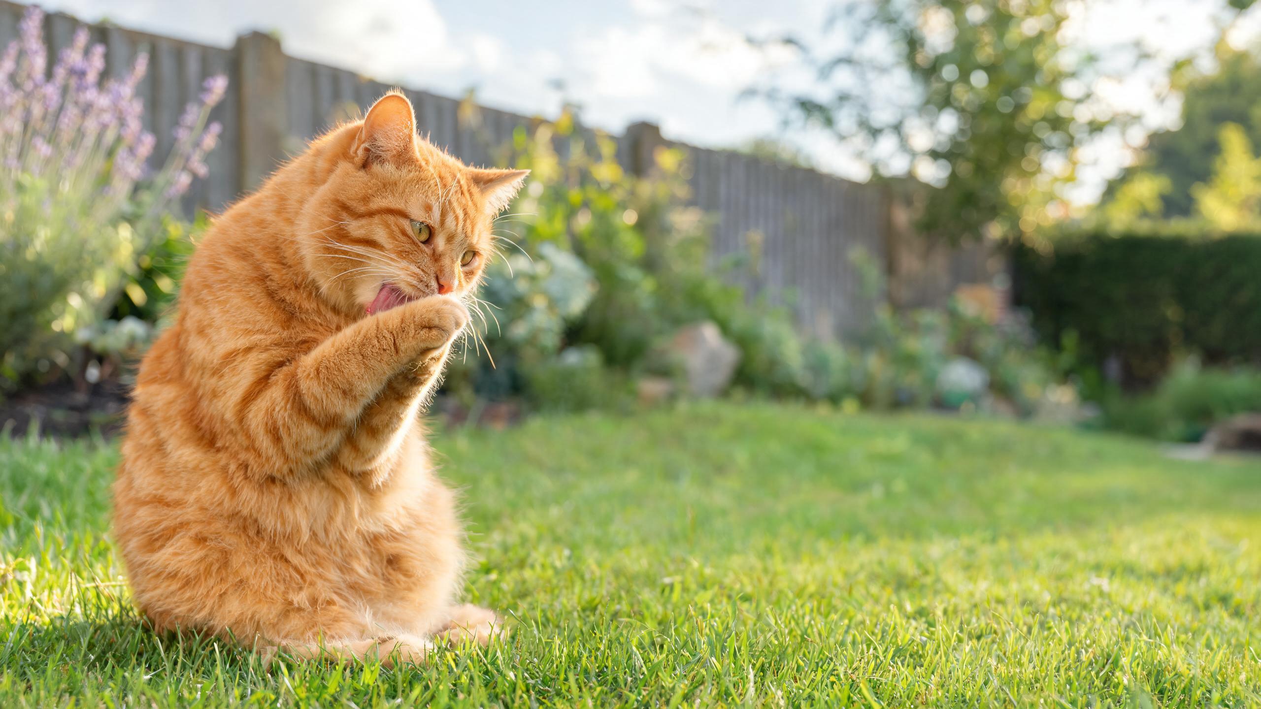 Nutritional Considerations for Your Cat's Coat Health in UK Weather