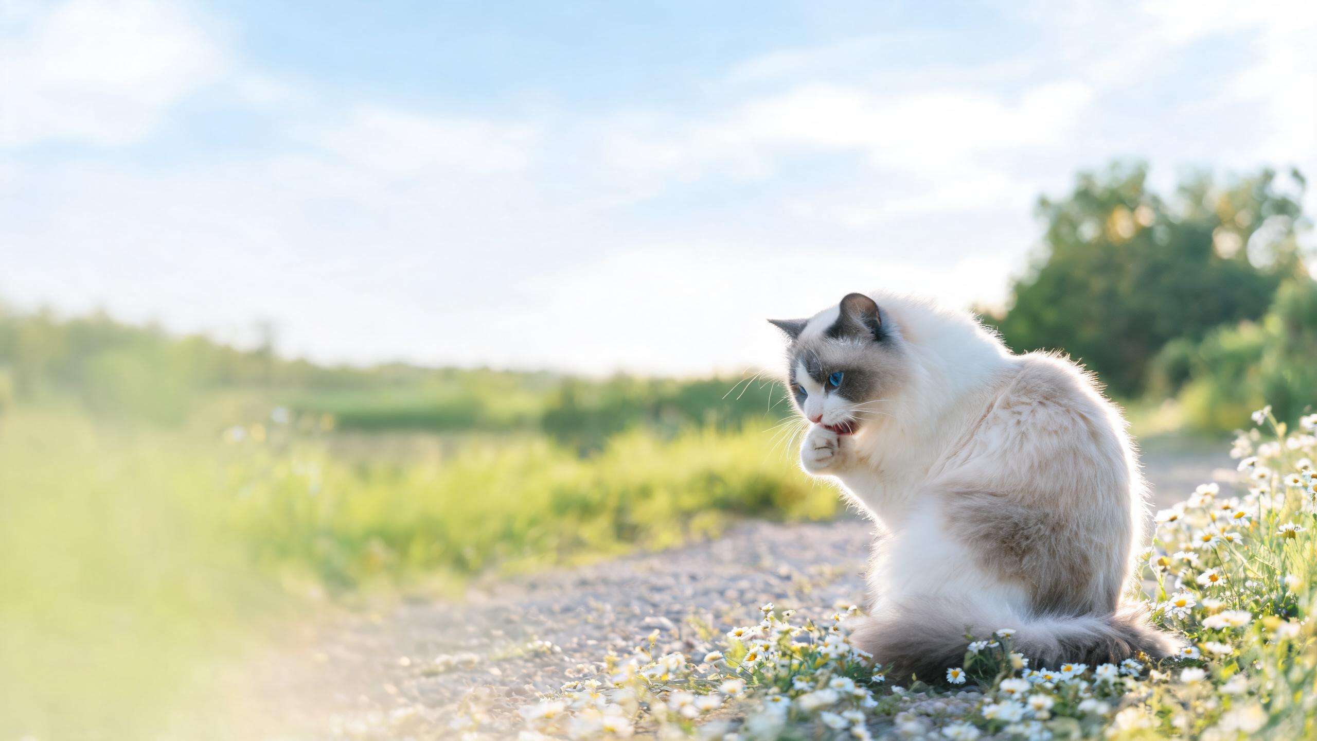 Nutritional Considerations for Your Cat's Coat