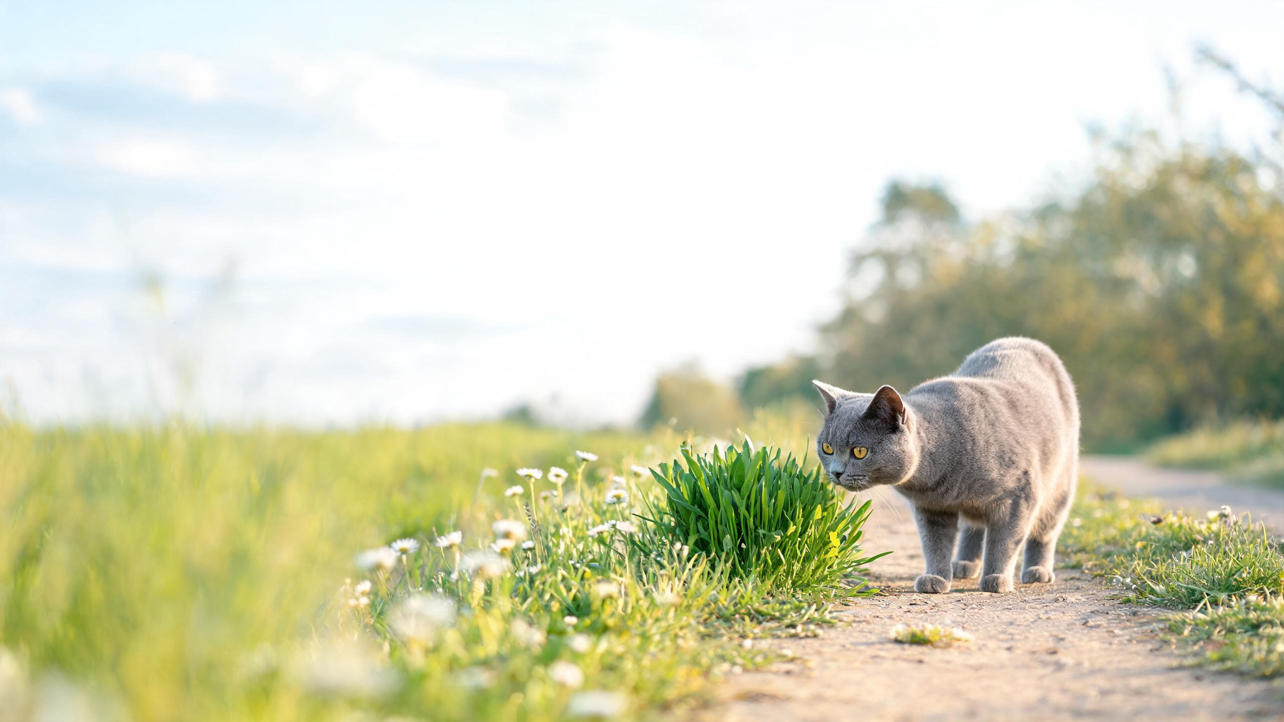 Nutritional Considerations for Your Cat's Daily Curiosity