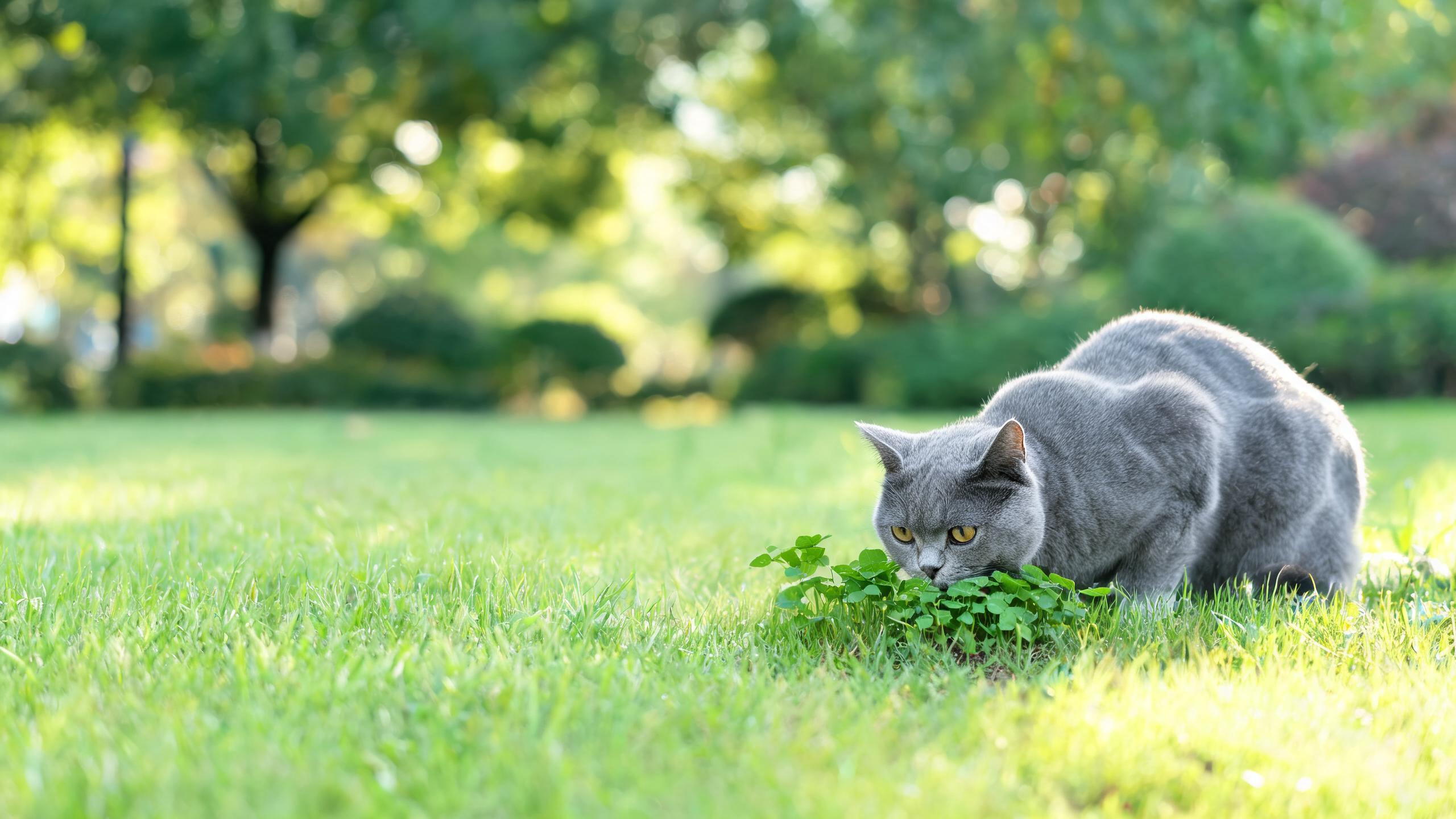 Nutritional Considerations for Your Cat's Natural Curiosity and Exploration