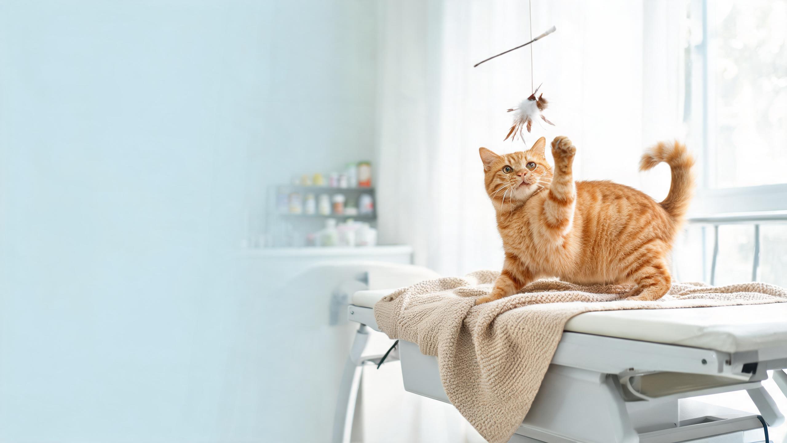 Nutritional Considerations for Your Cat's Natural Playfulness in Small Spaces