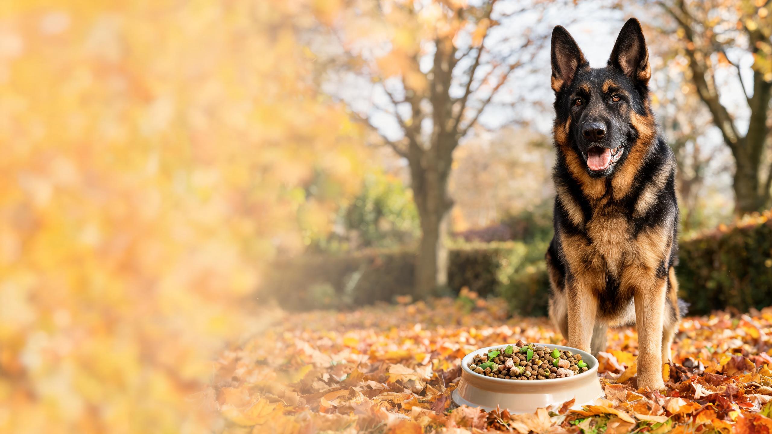 Nutritional Considerations for Your Dog's Balanced Vitality in UK Autumn