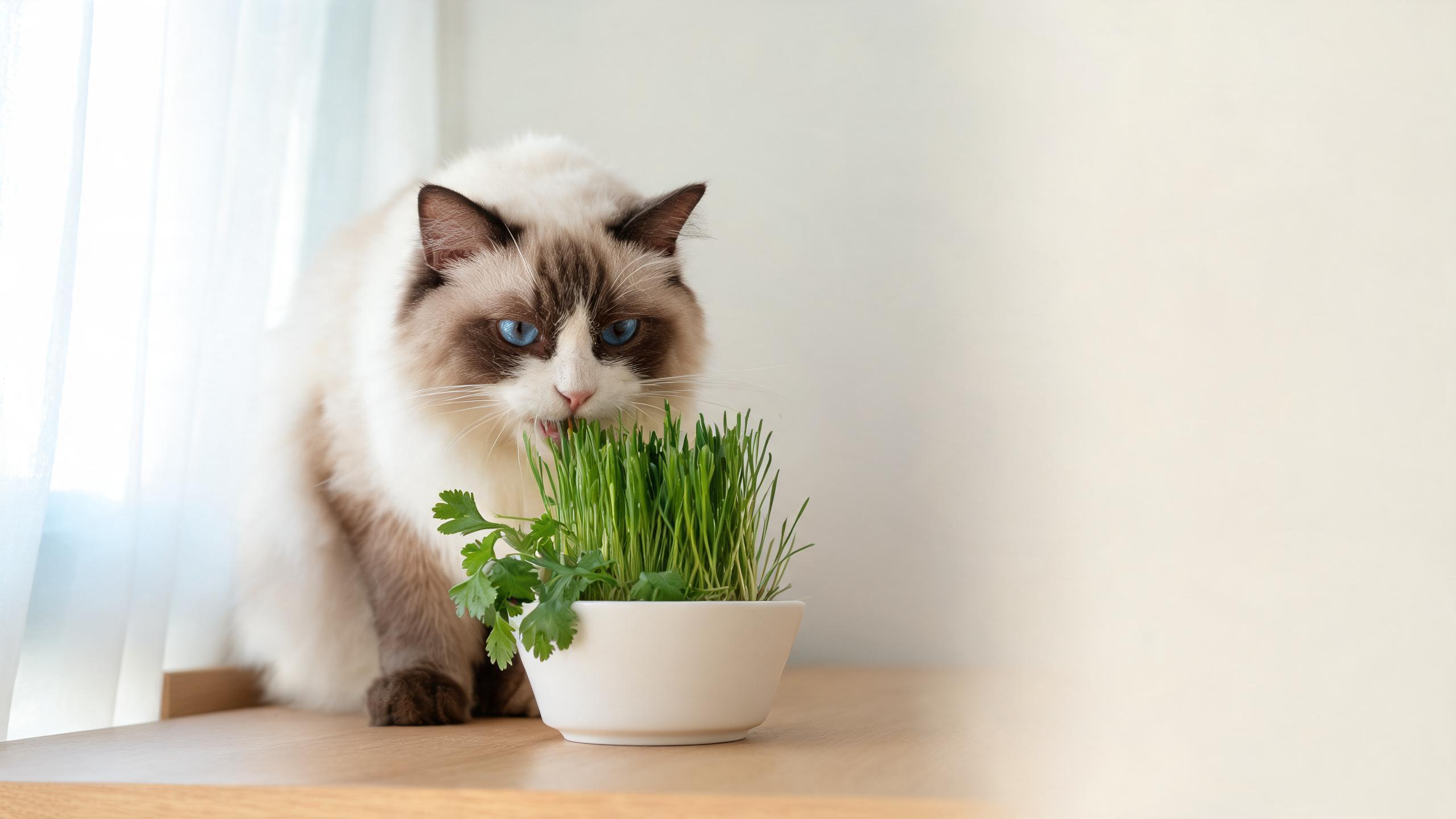 Nutritional Support for Your Cat's Healthy Digestion with Seasonal Plant Choices