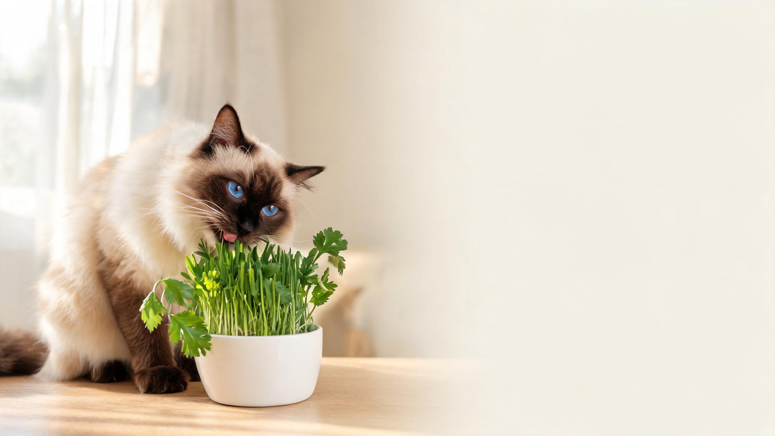 Nutritional Support for Your Cat's Healthy Digestion with Varied Plant Choices