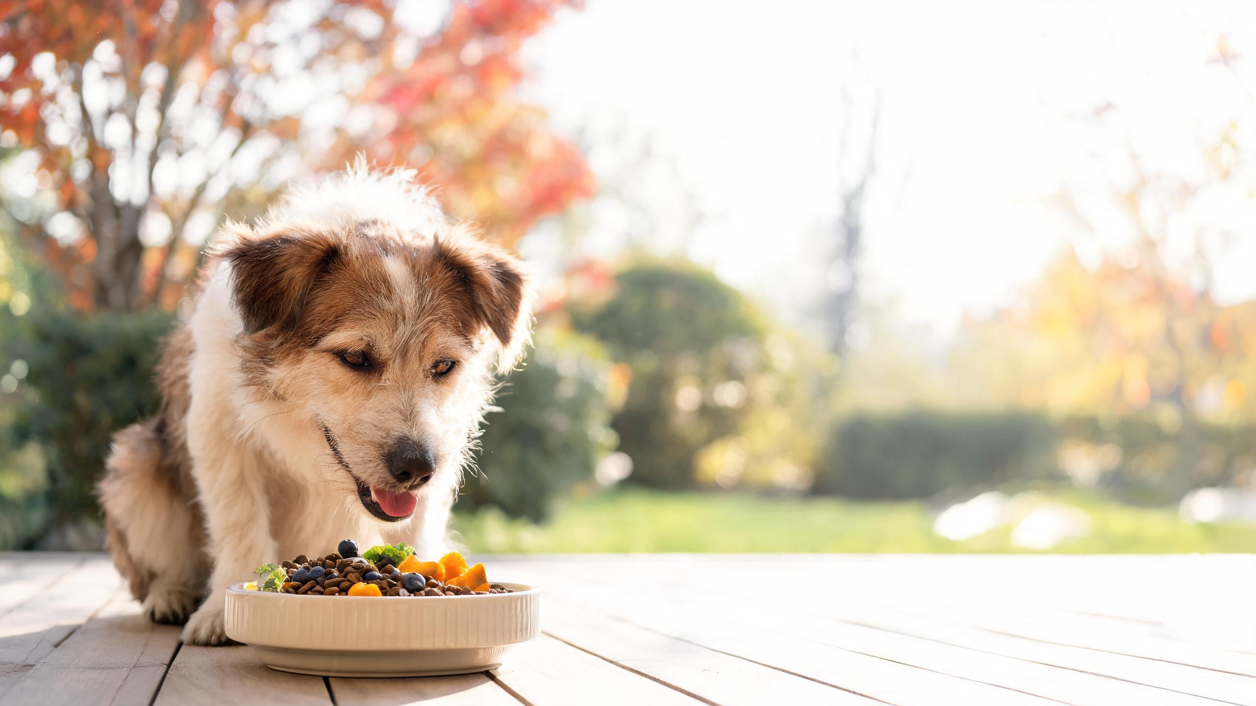 Nutritional Support for Your Dog During Seasonal Changes