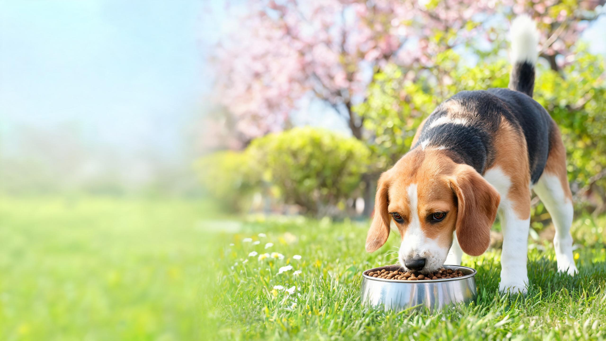 Nutritional Support for Your Dog's Balanced Energy Levels in Spring