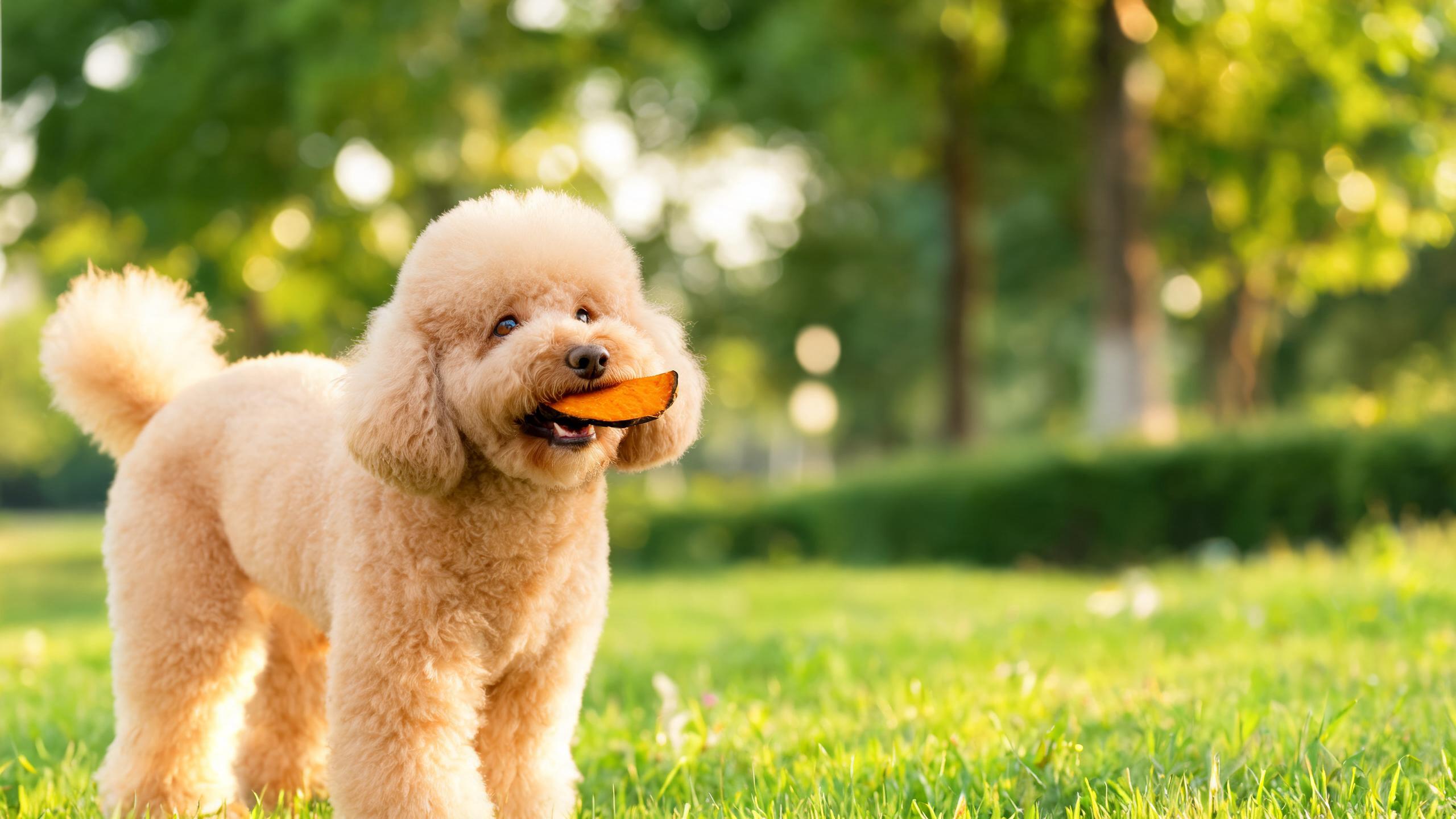 Nutritional Support for Your Dog's Healthy Digestion with Daily Plant Based Options