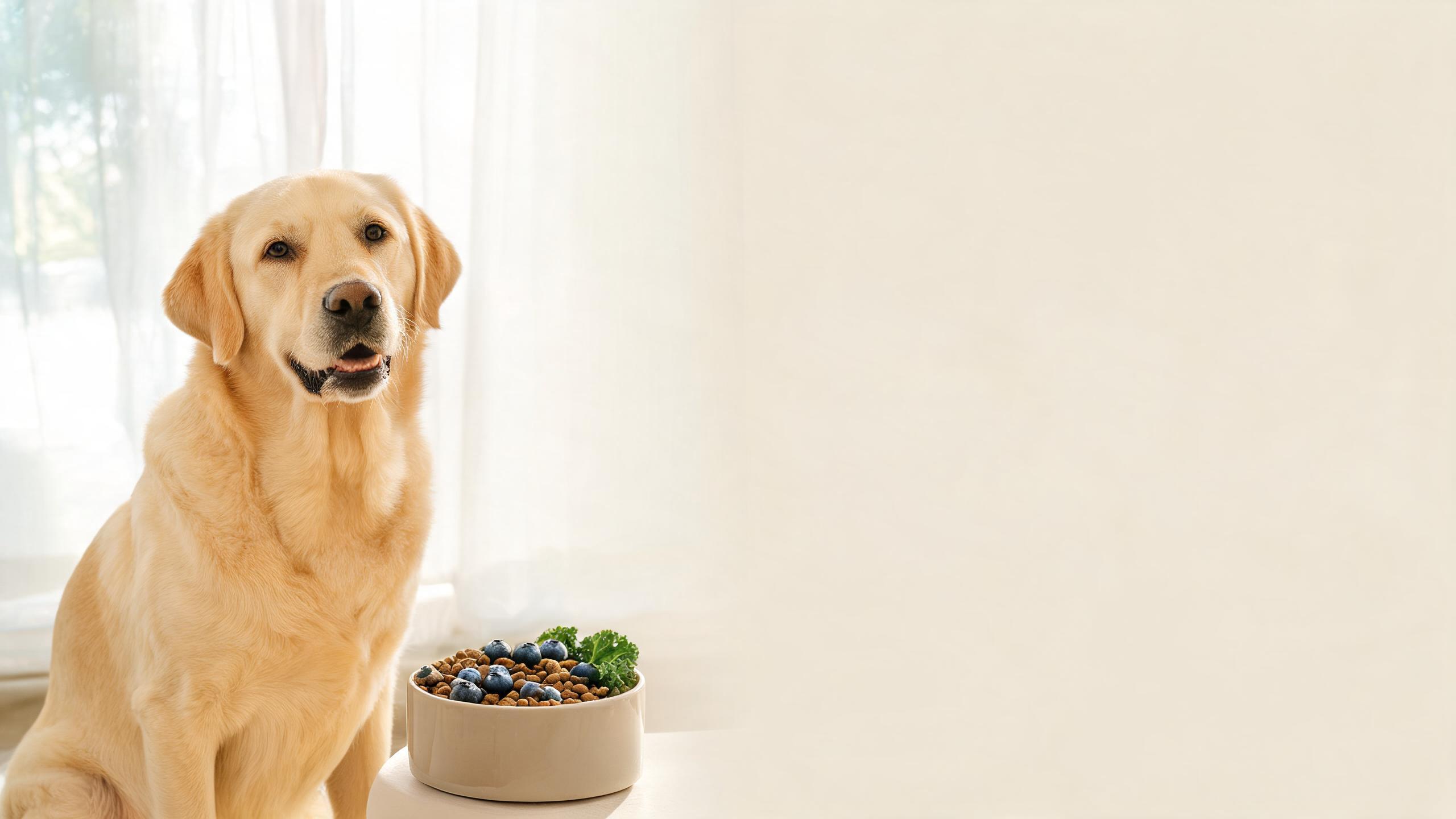 Nutritional Support for Your Dog's Kidney Wellbeing