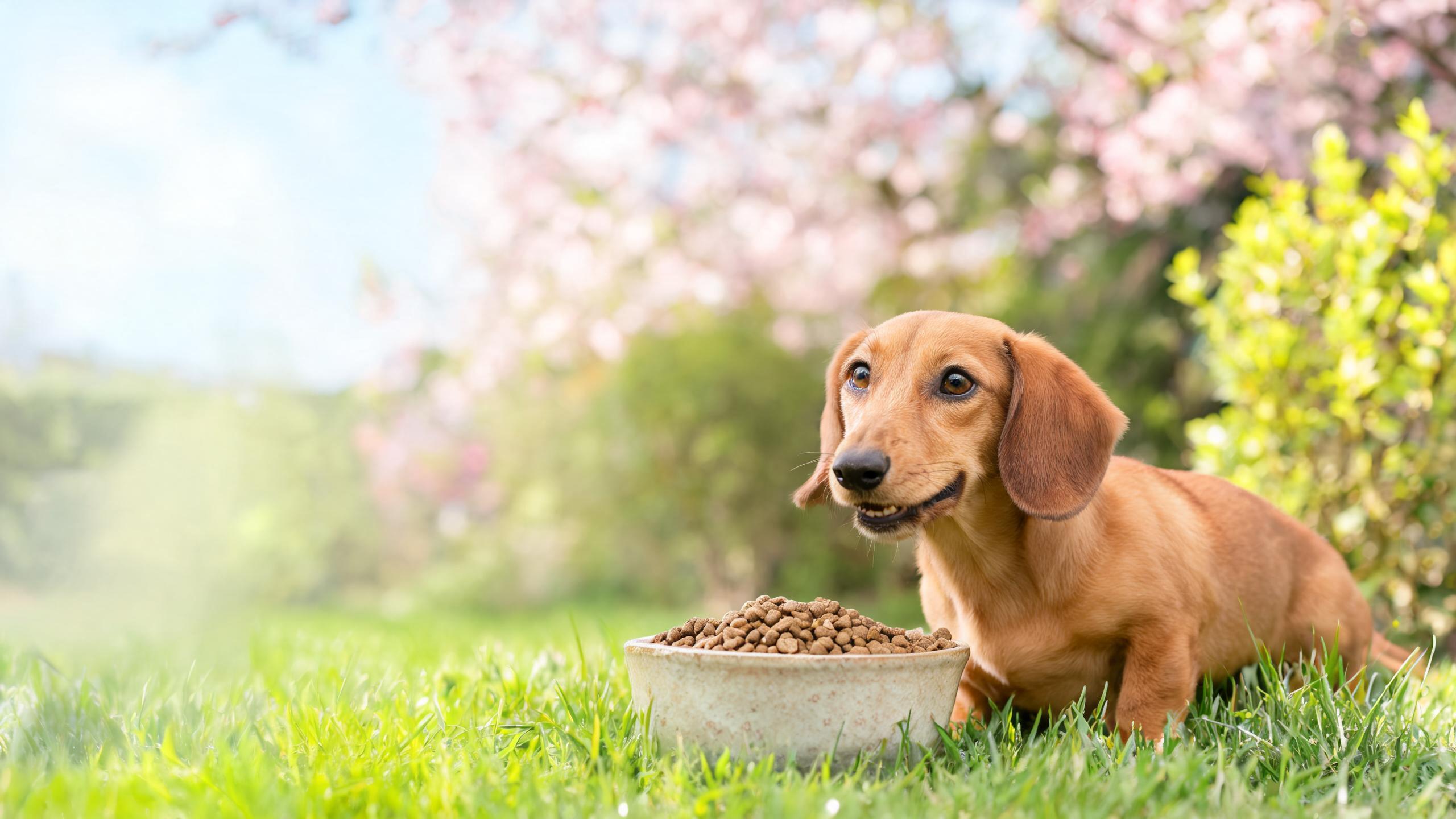 Nutritional support for your dog's natural vitality in spring