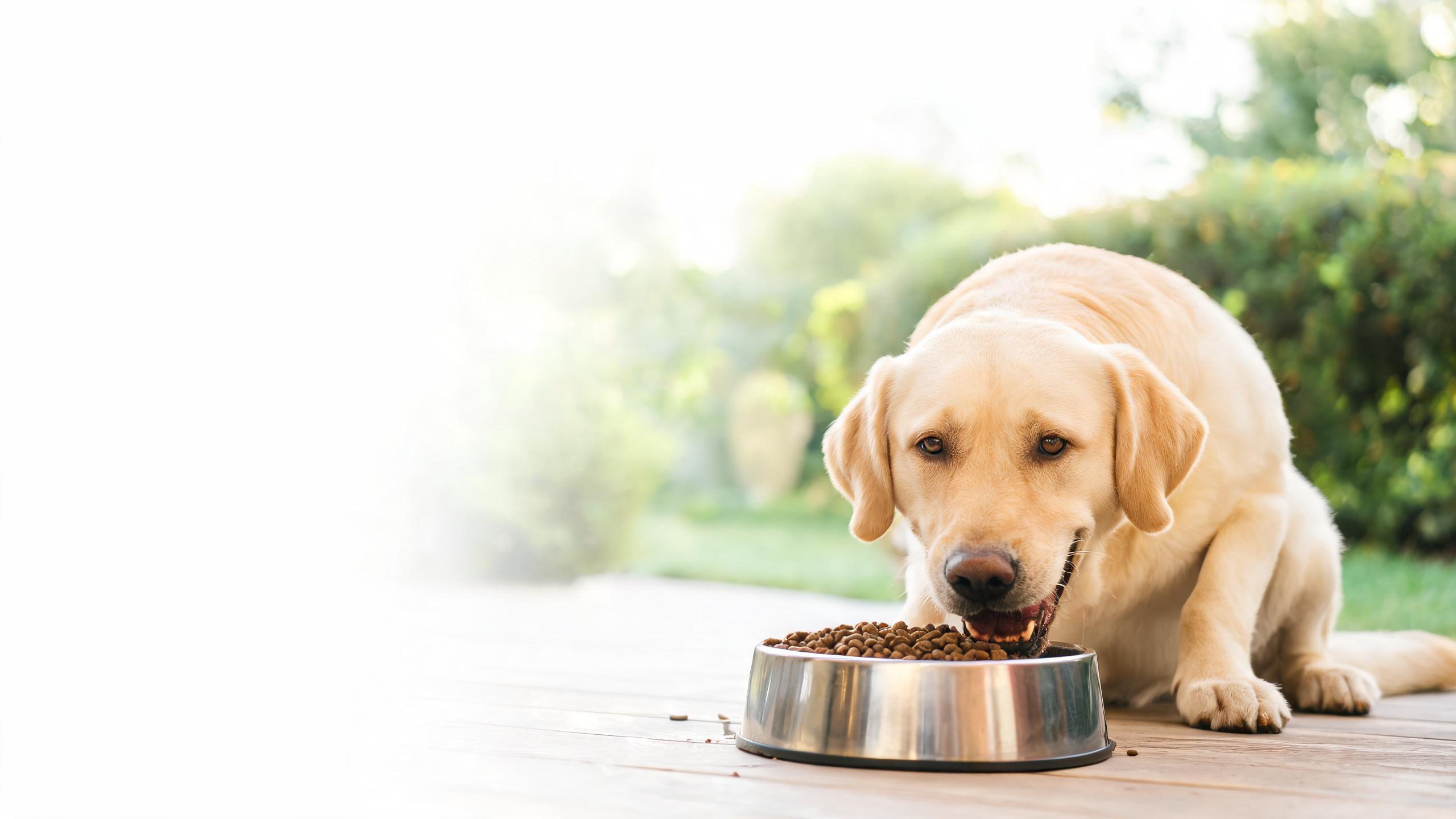 Nutritional Support for Your Dog's Natural Vitality Through Consistent Daily Routines
